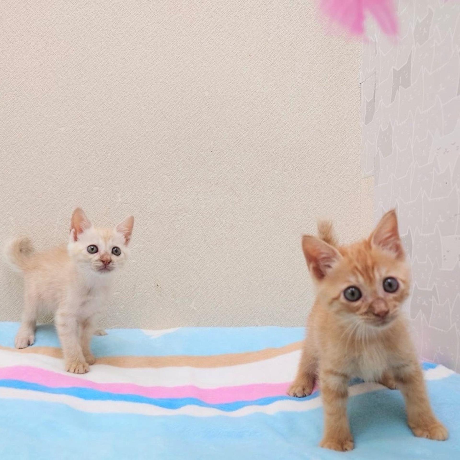 pet-image-6
