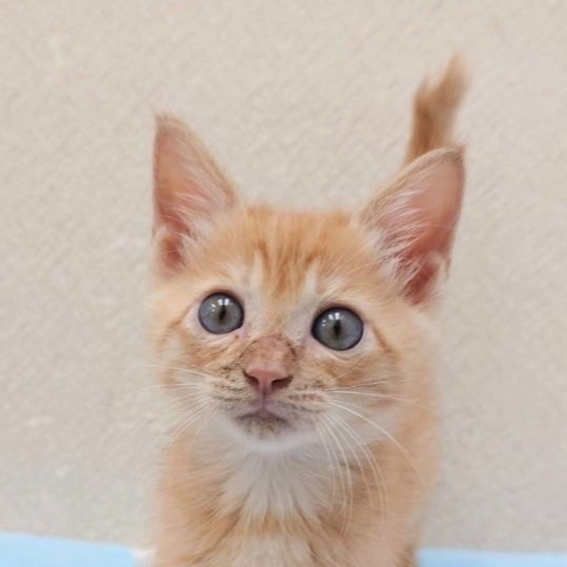 雑種（ミックス猫）・メスの里親募集の写真