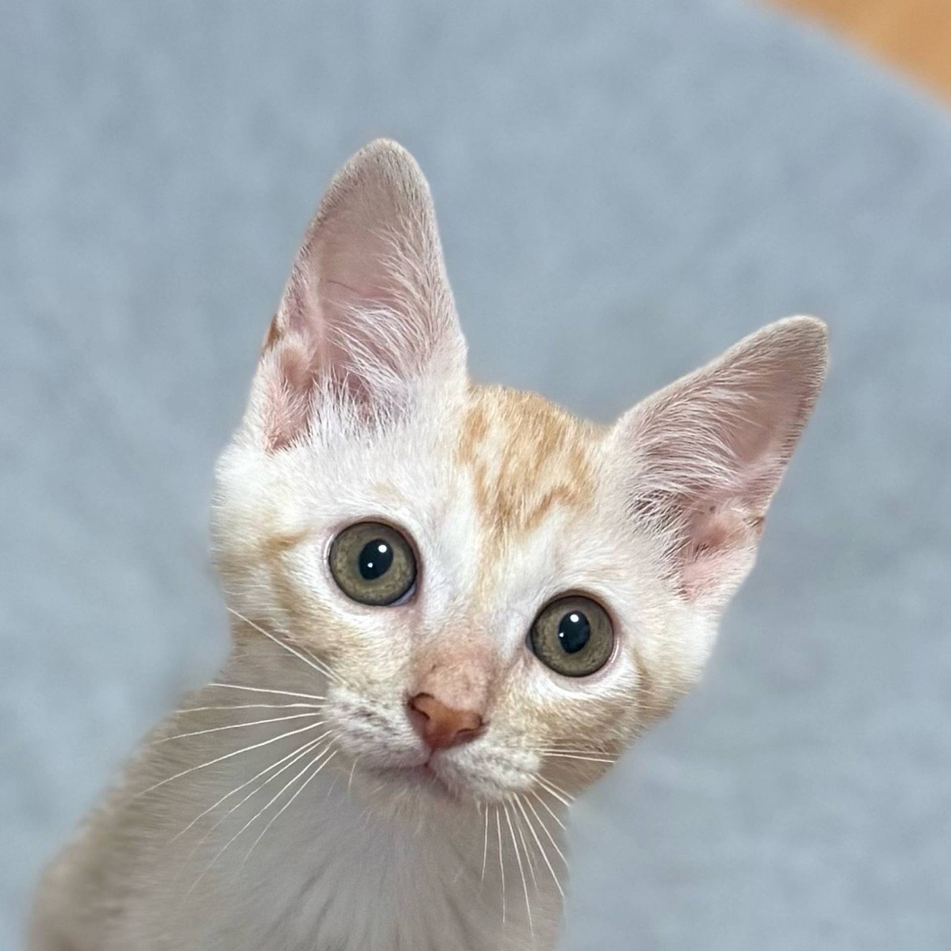 雑種（ミックス猫）・オスの里親募集の写真