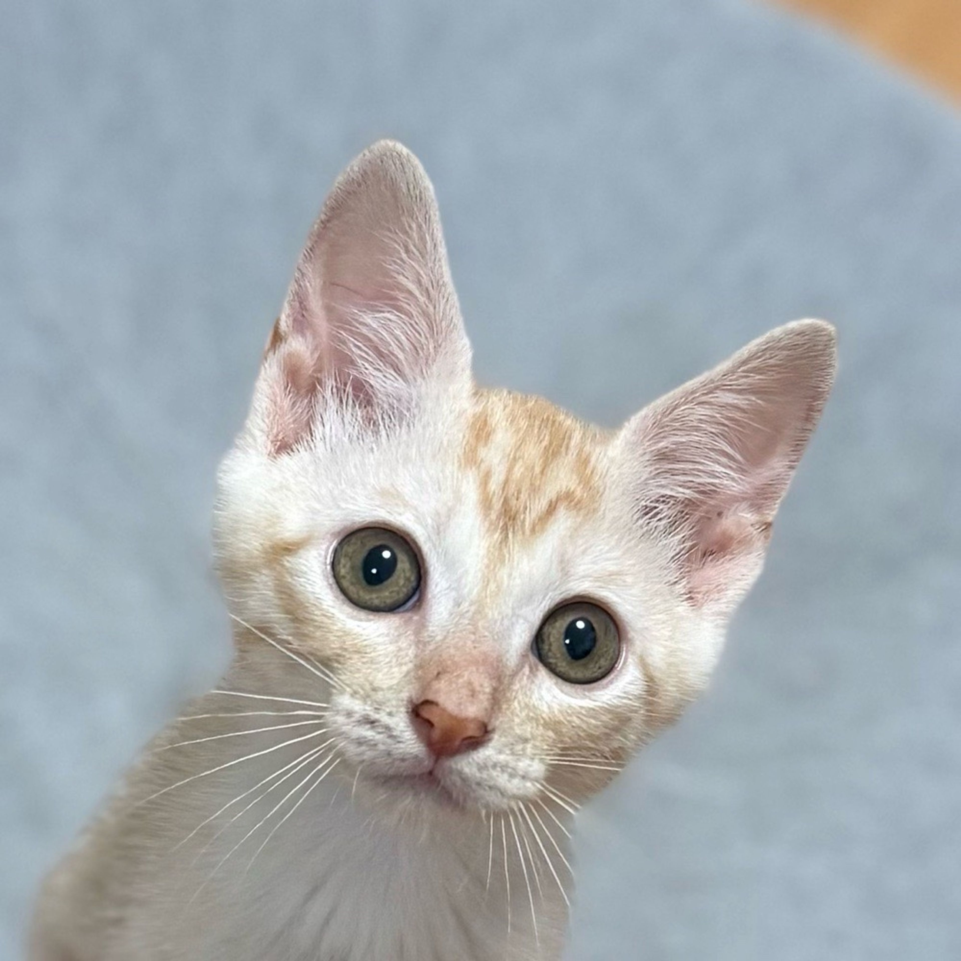 雑種（ミックス猫）・オスの里親募集の写真