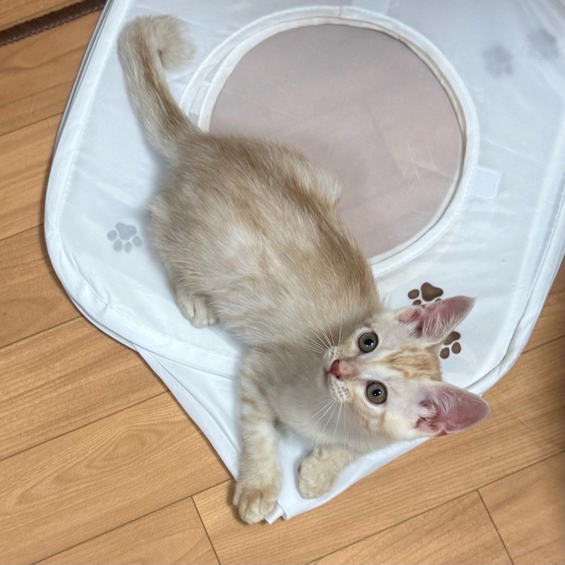 pet-image-5