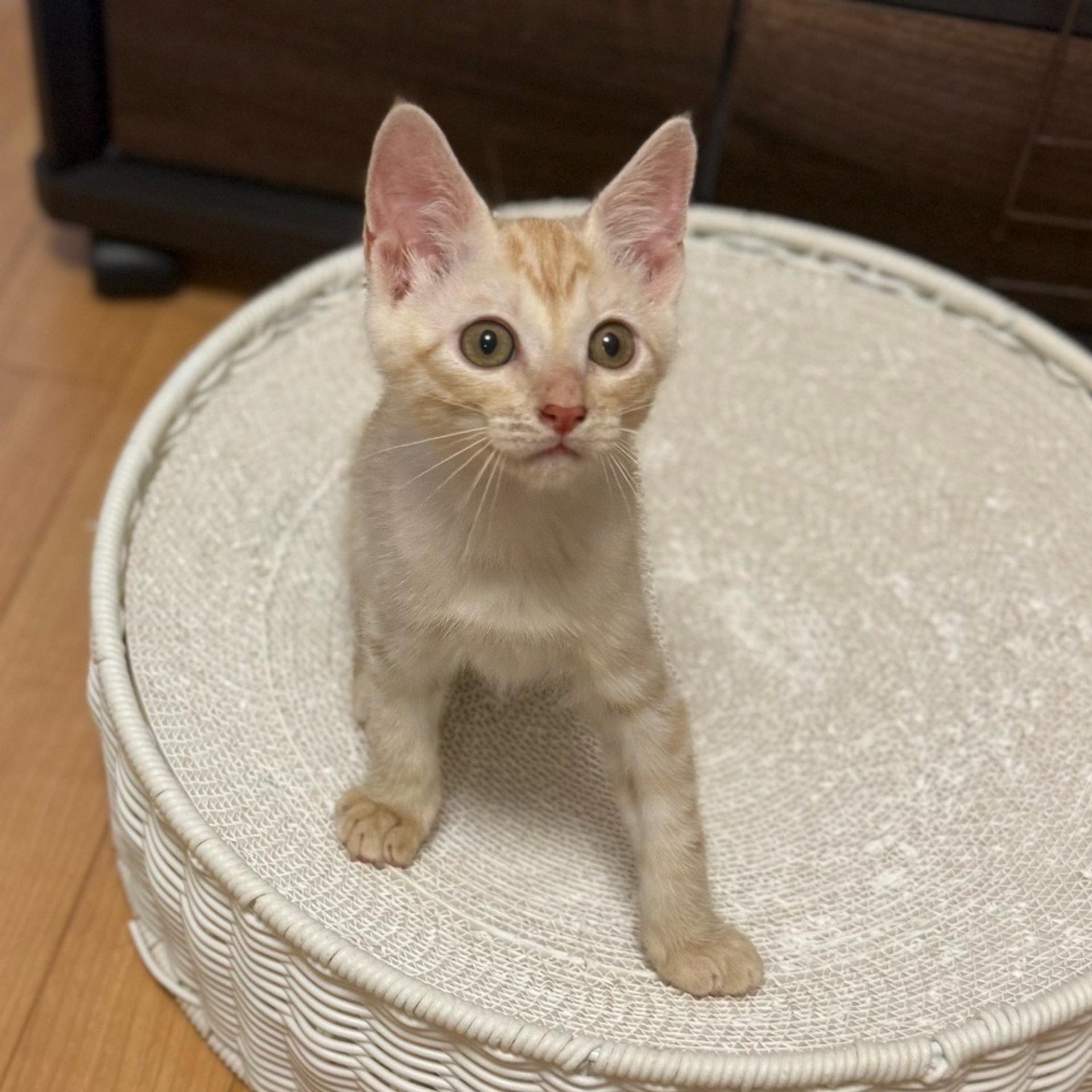 pet-image-3