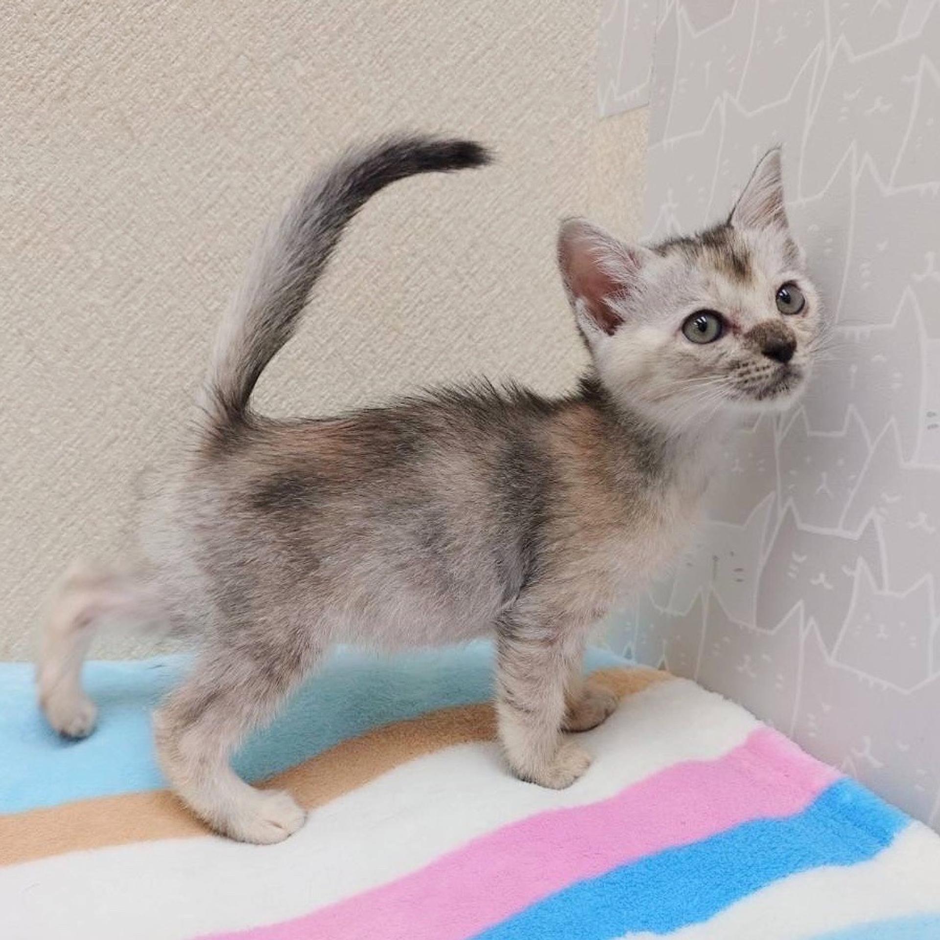 pet-image-4