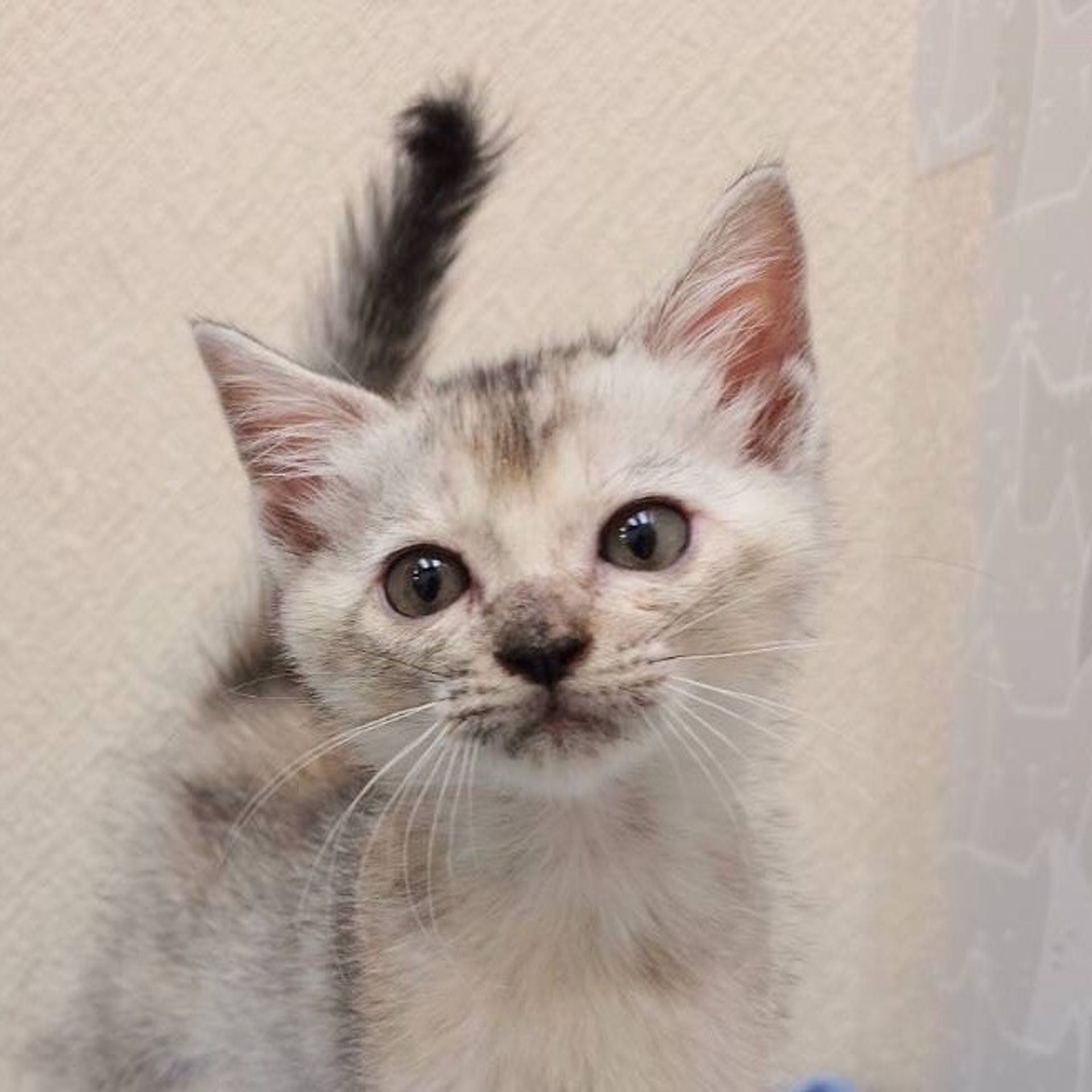 雑種（ミックス猫）・メスの里親募集の写真