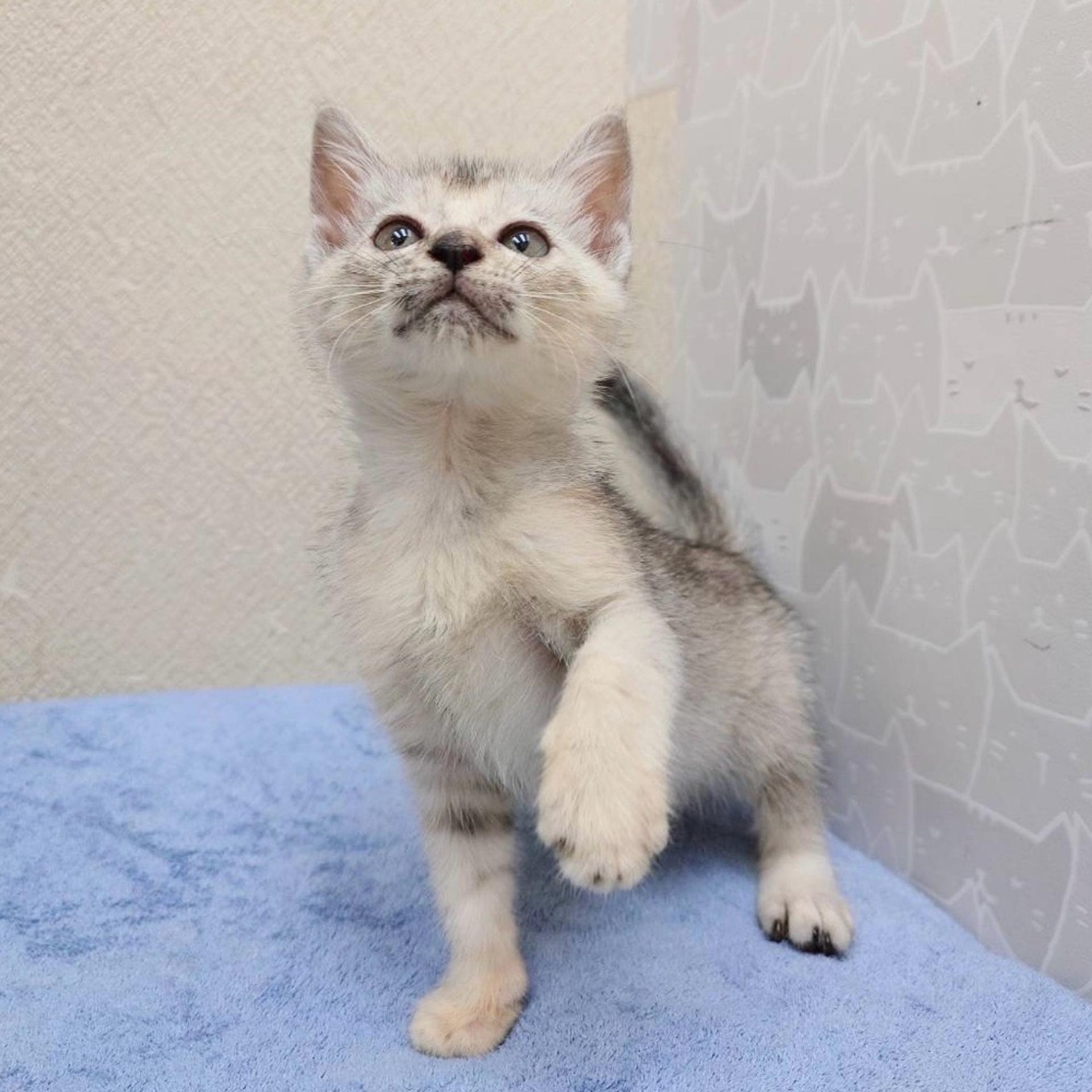 pet-image-5