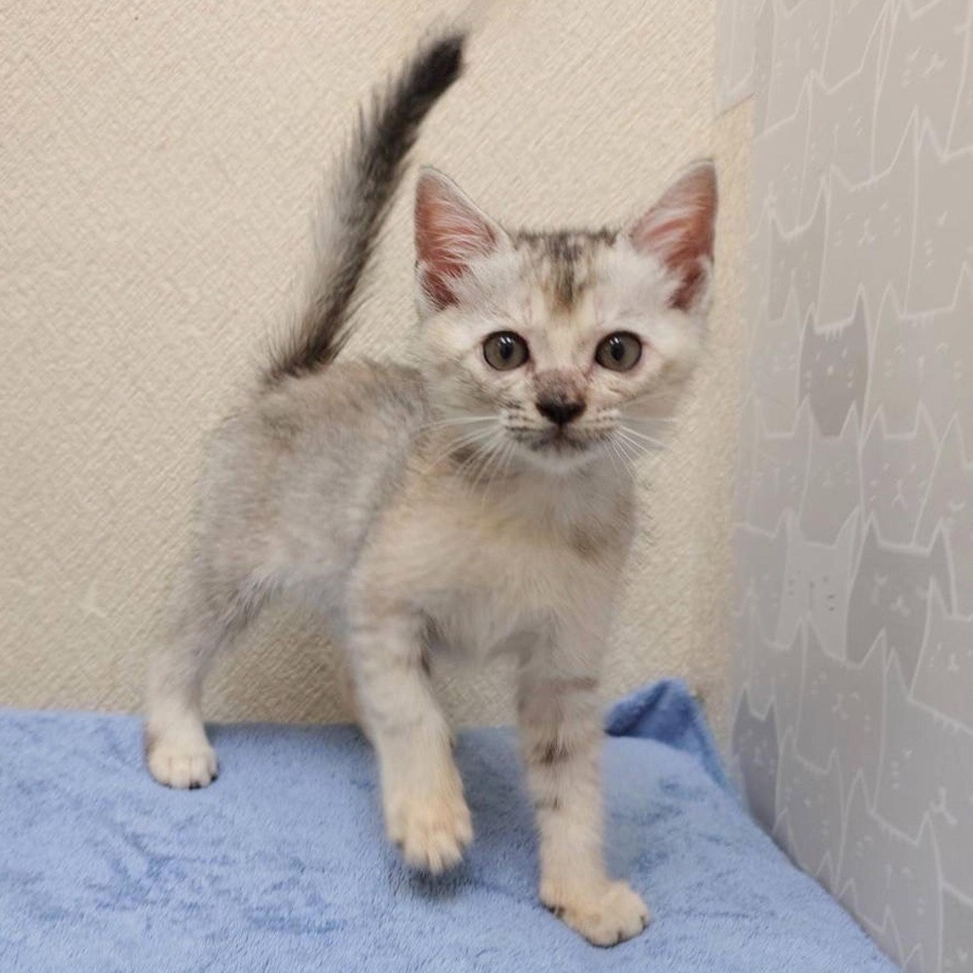 pet-image-2