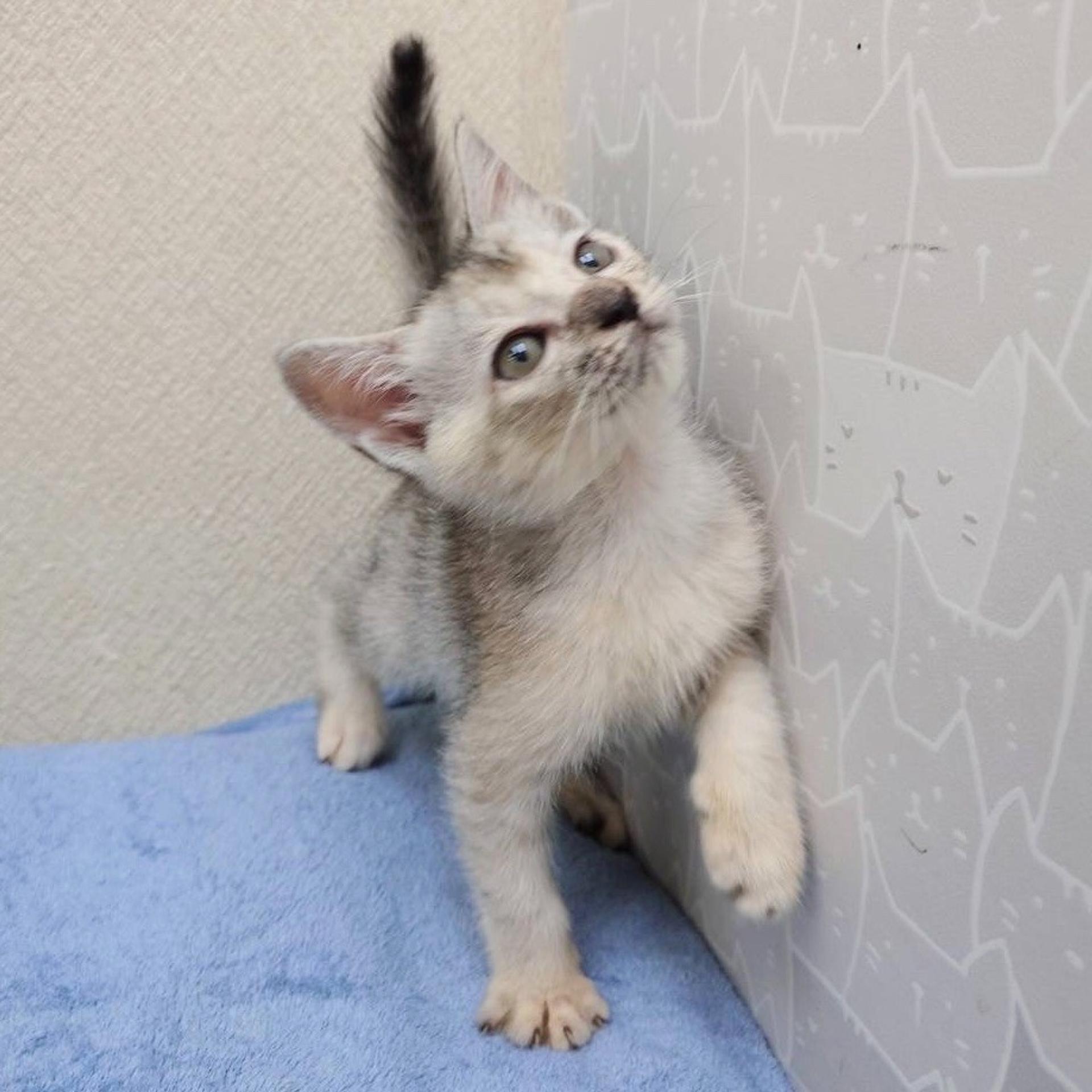 pet-image-3