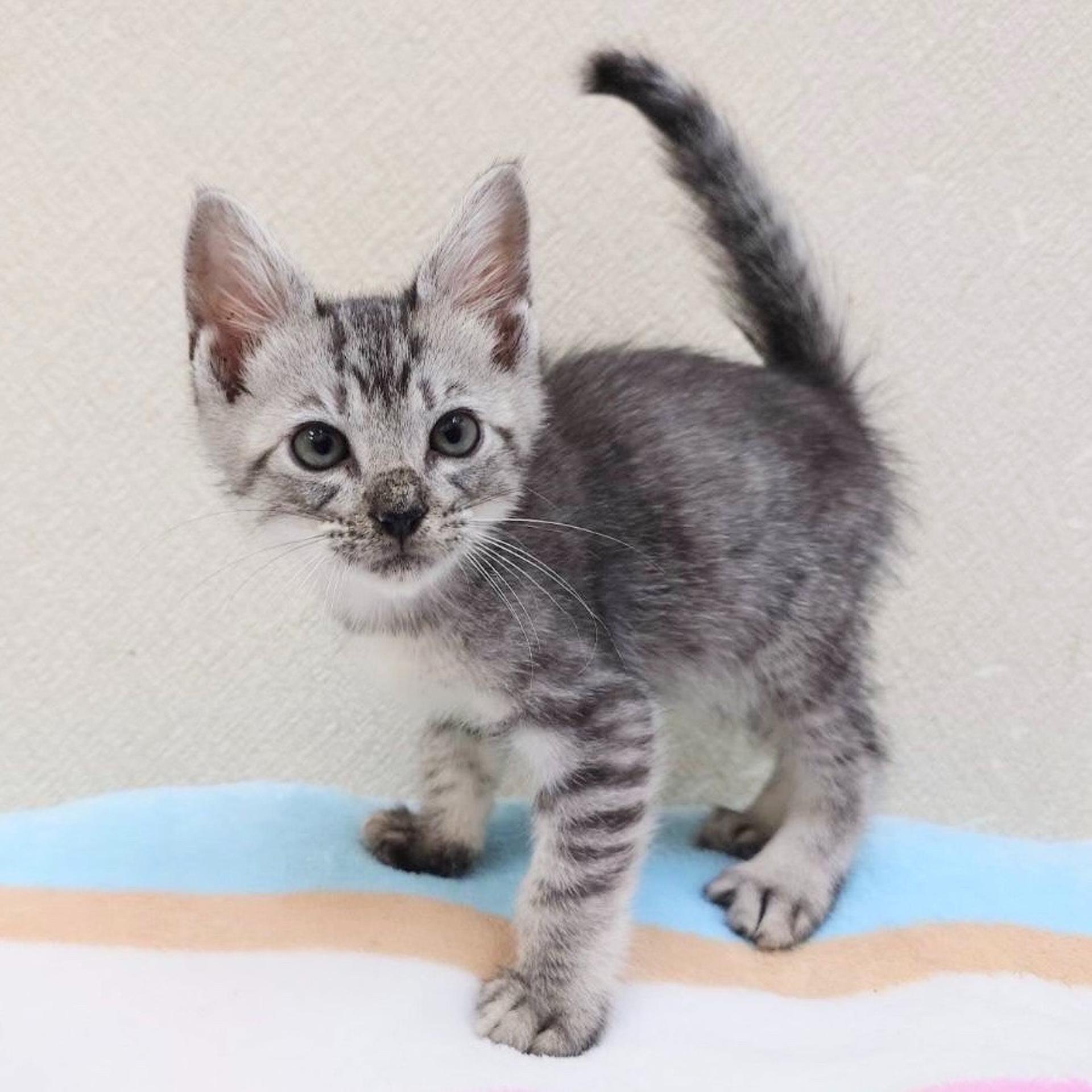 pet-image-4