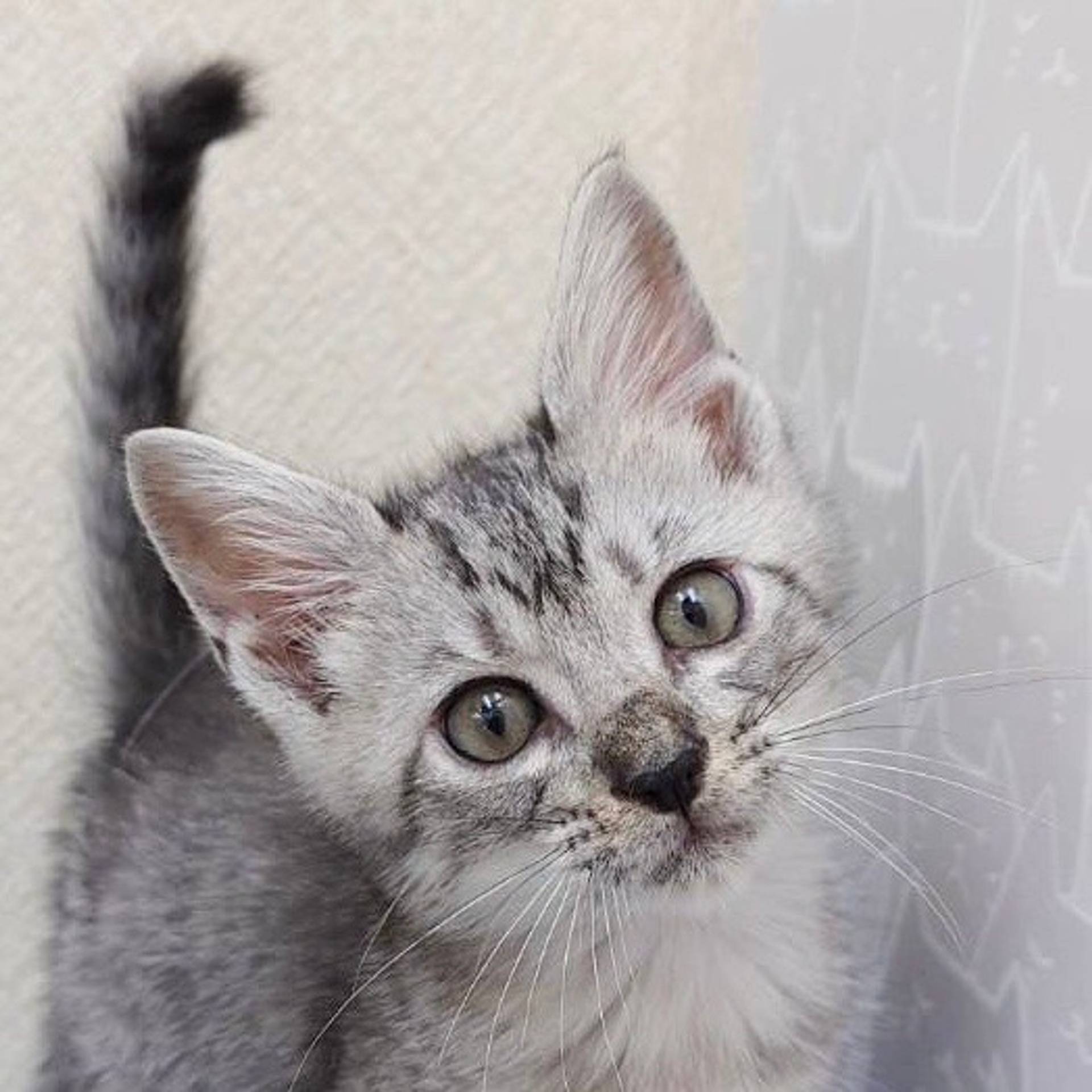 雑種（ミックス猫）・オスの里親募集の写真
