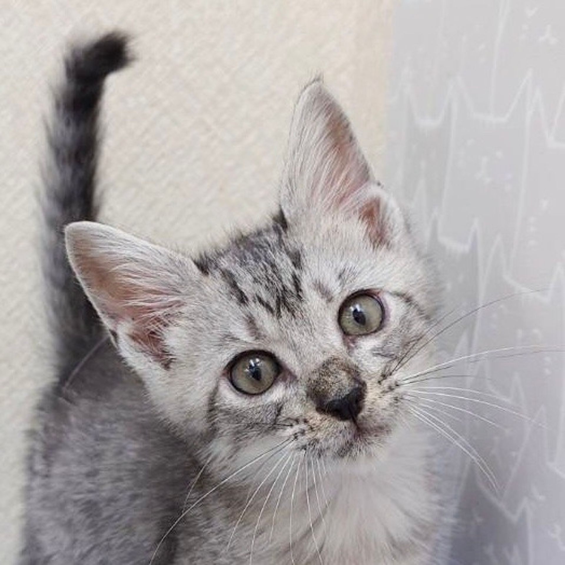 雑種（ミックス猫）・オスの里親募集の写真