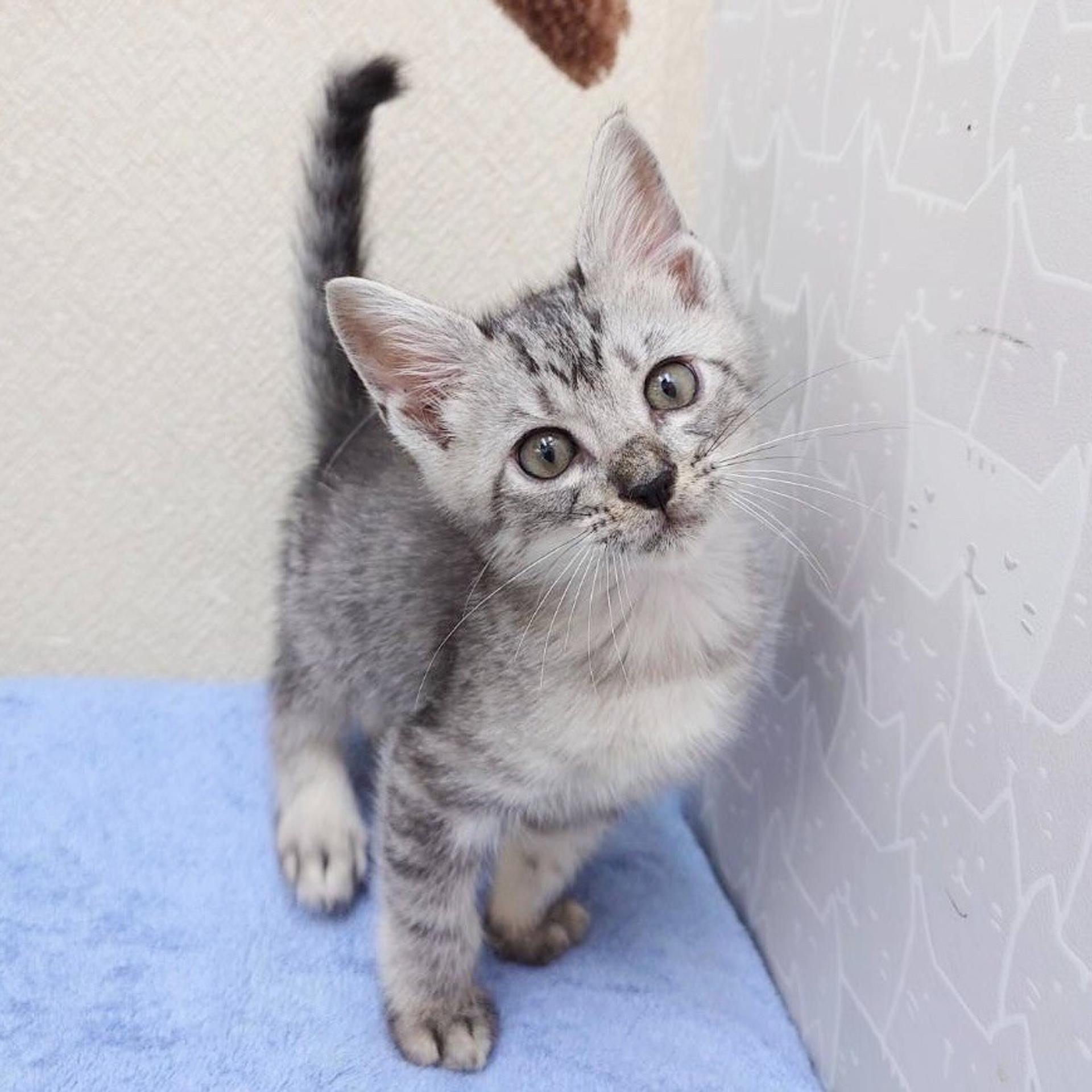 pet-image-5