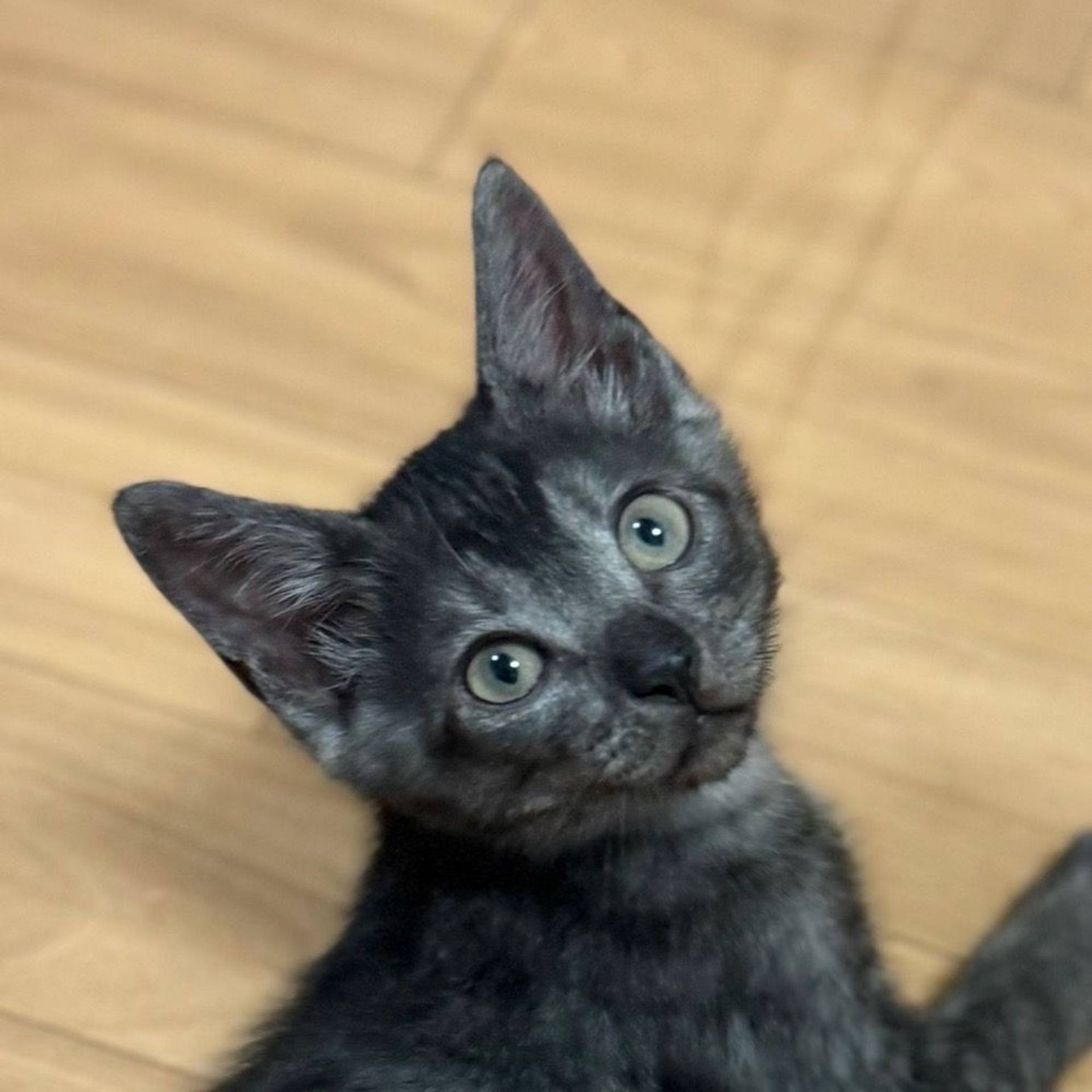 雑種（ミックス猫）・オスの里親募集の写真