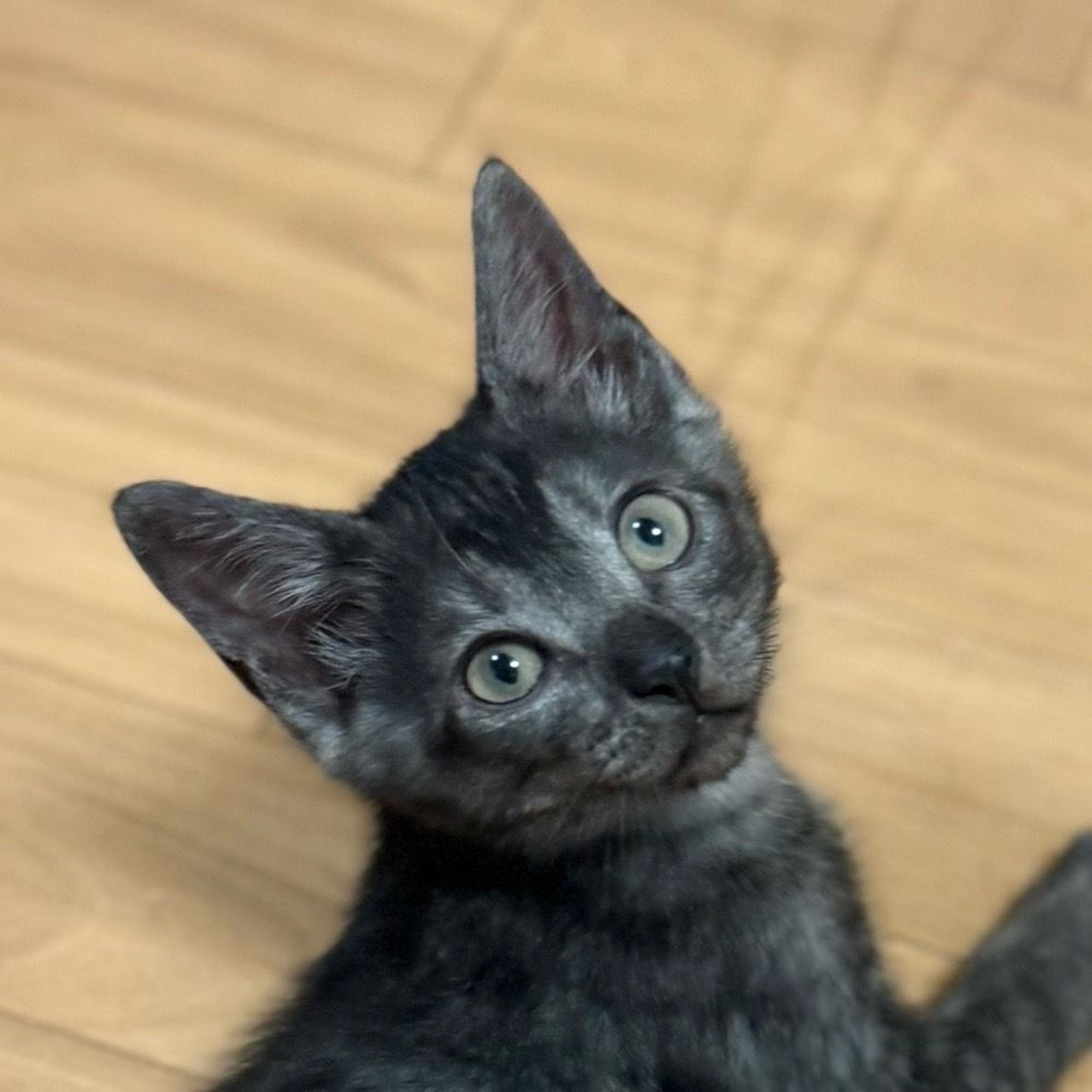 雑種（ミックス猫）・オスの里親募集の写真