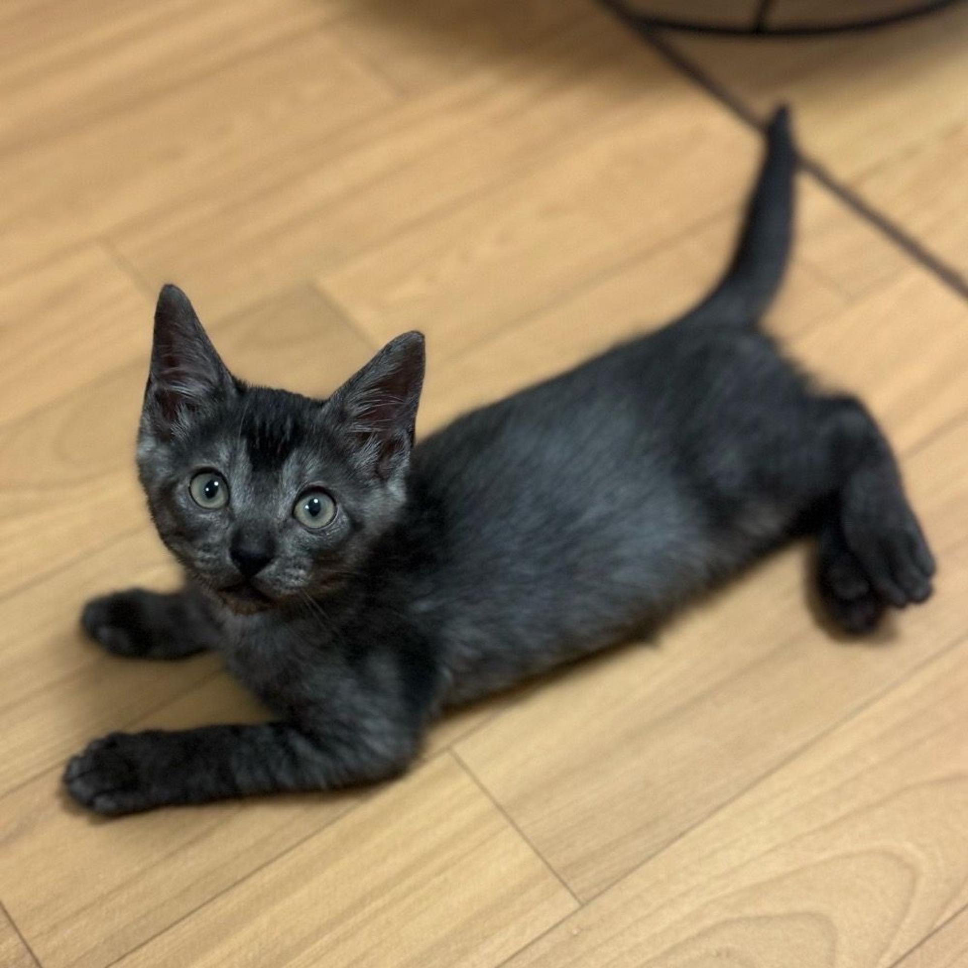 pet-image-2