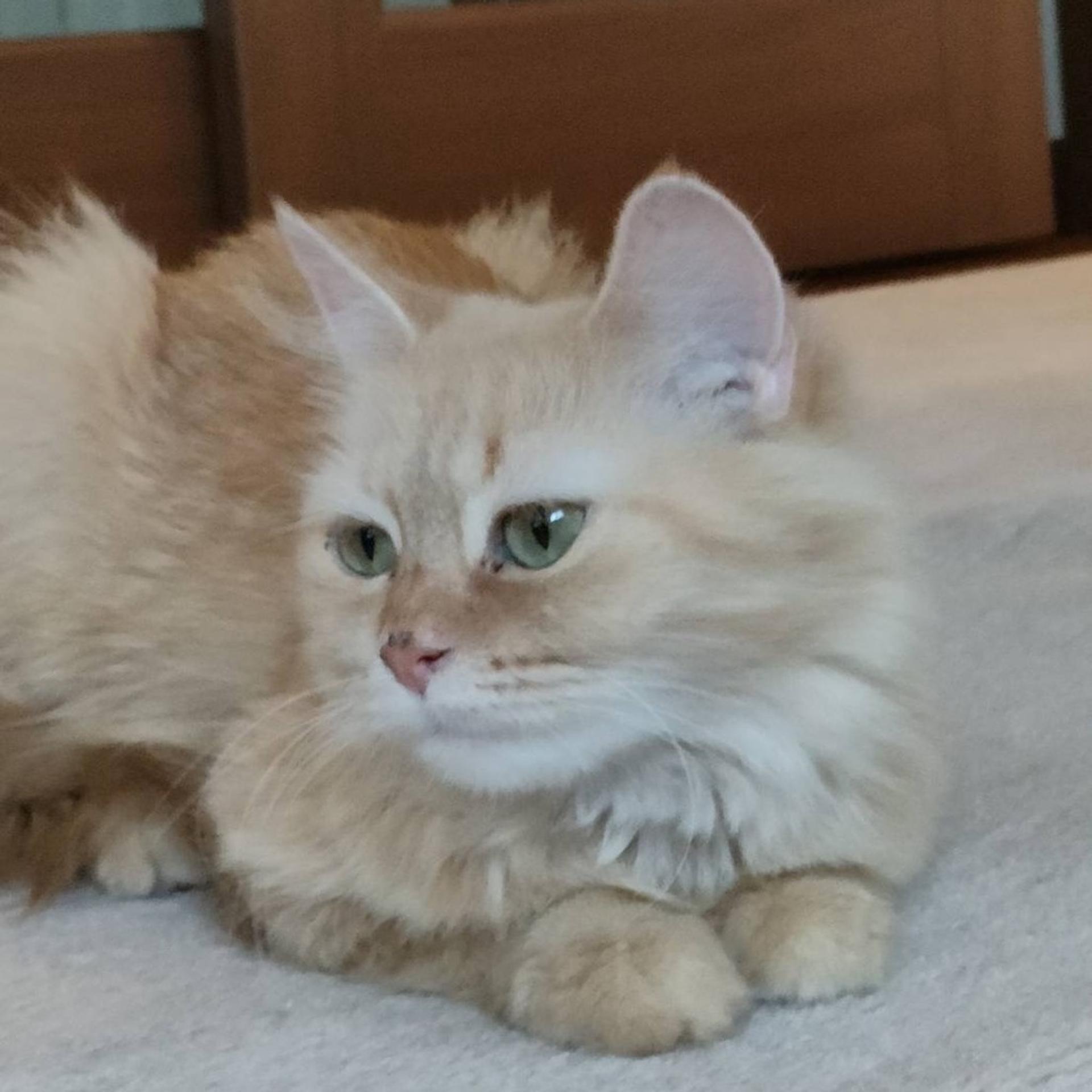 pet-image-2