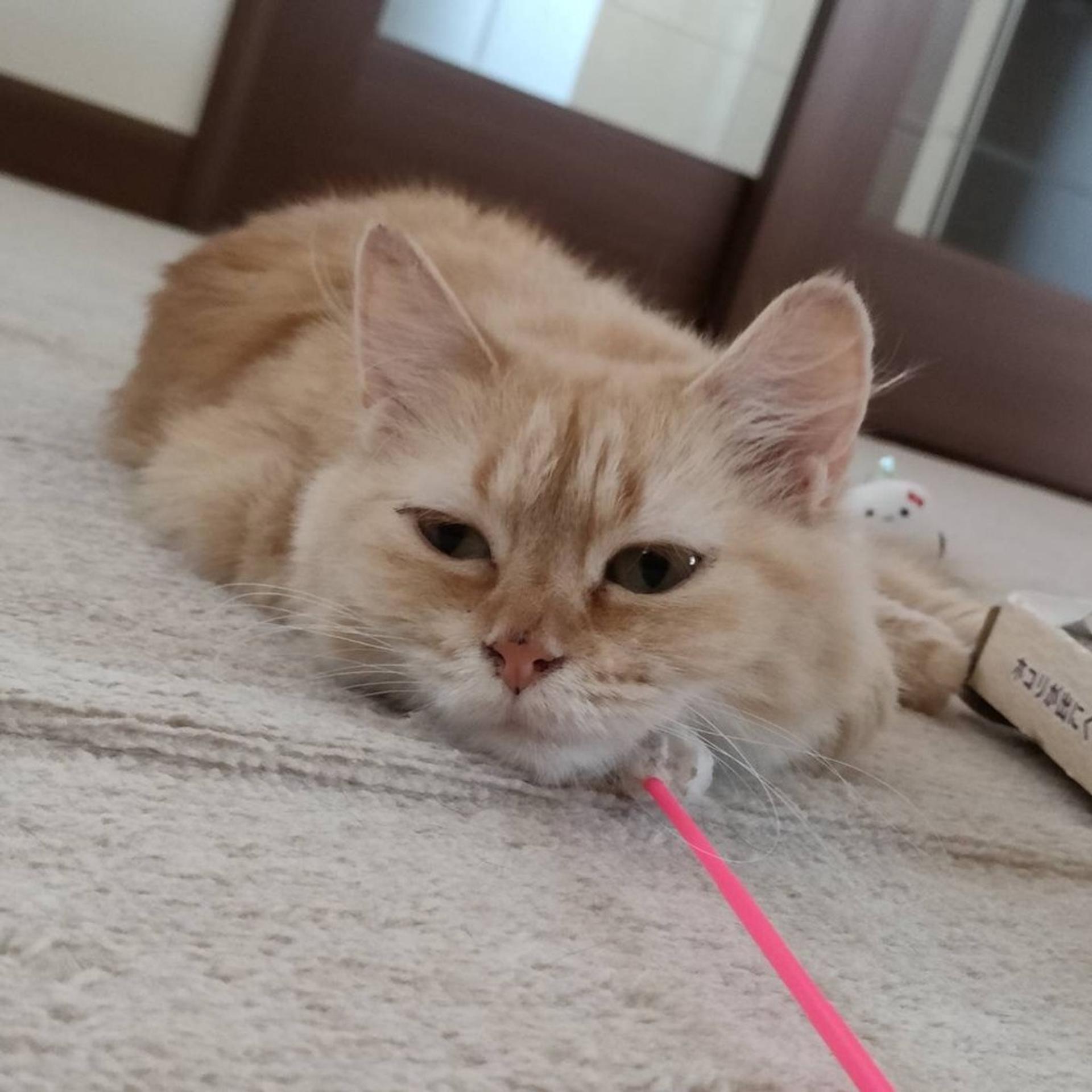 pet-image-5