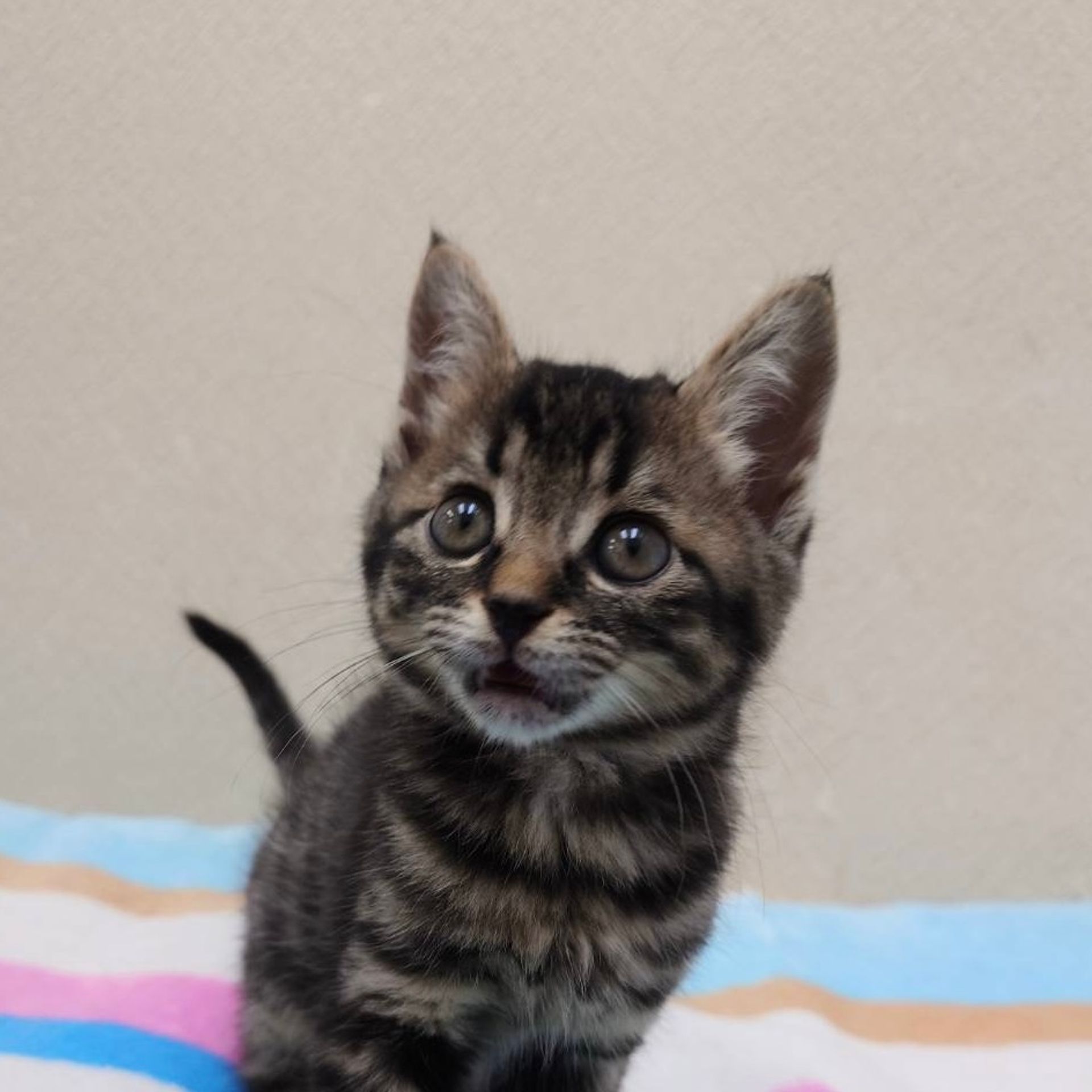 雑種（ミックス猫）・オスの里親募集の写真