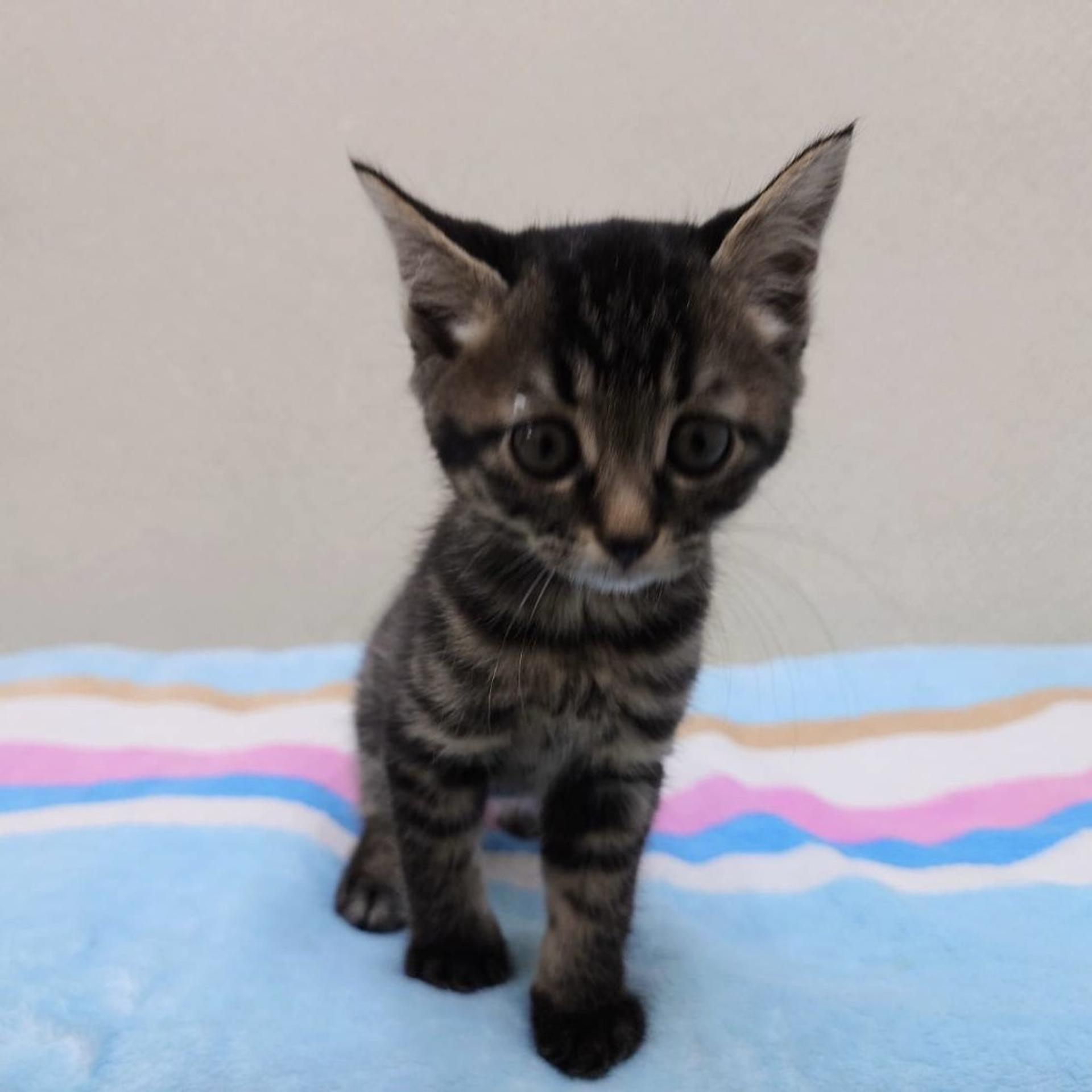 pet-image-5