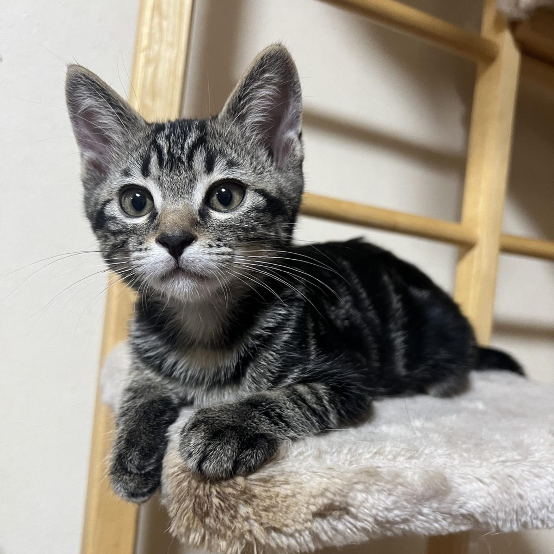 pet-image-3