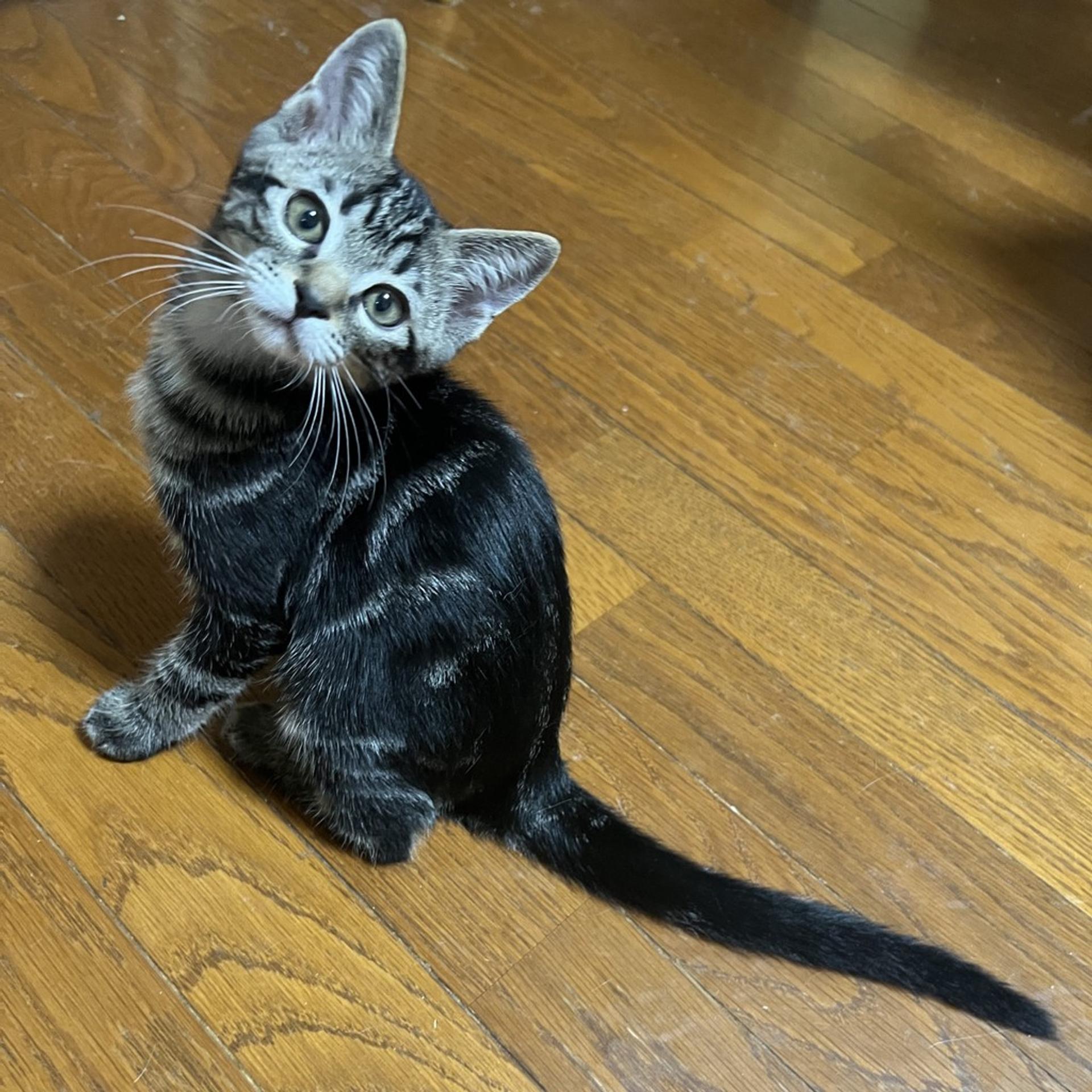 pet-image-4