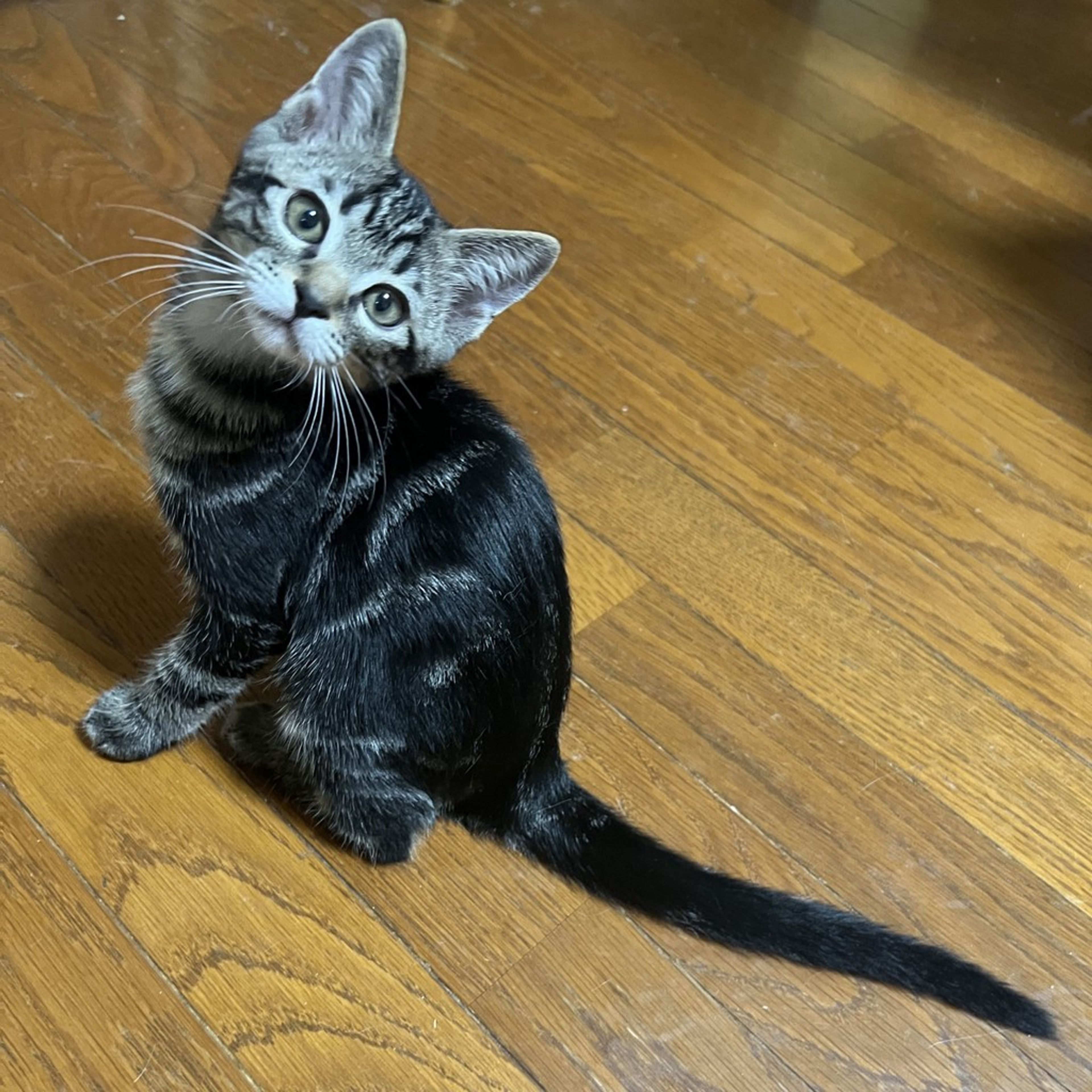 pet-image-4