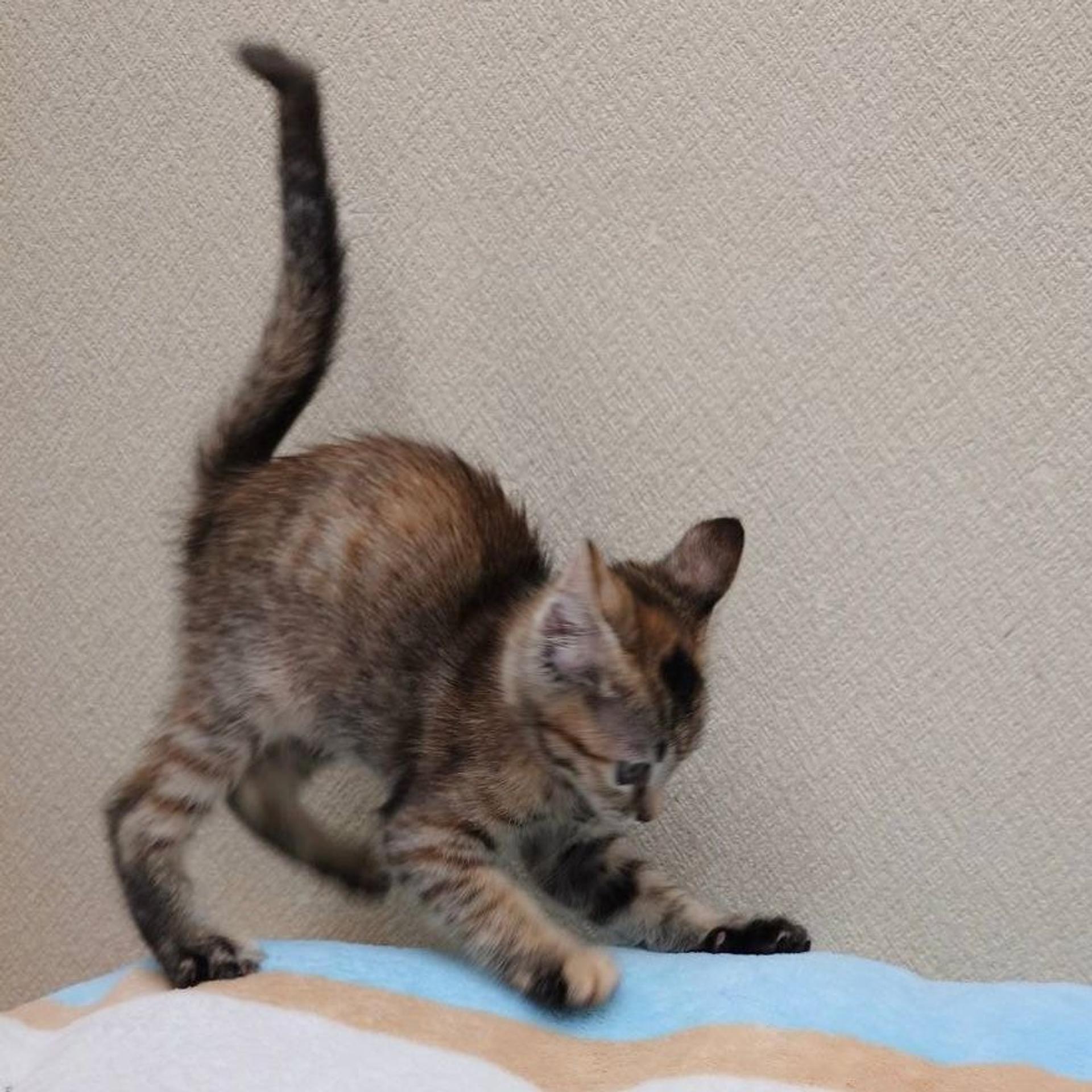 pet-image-4