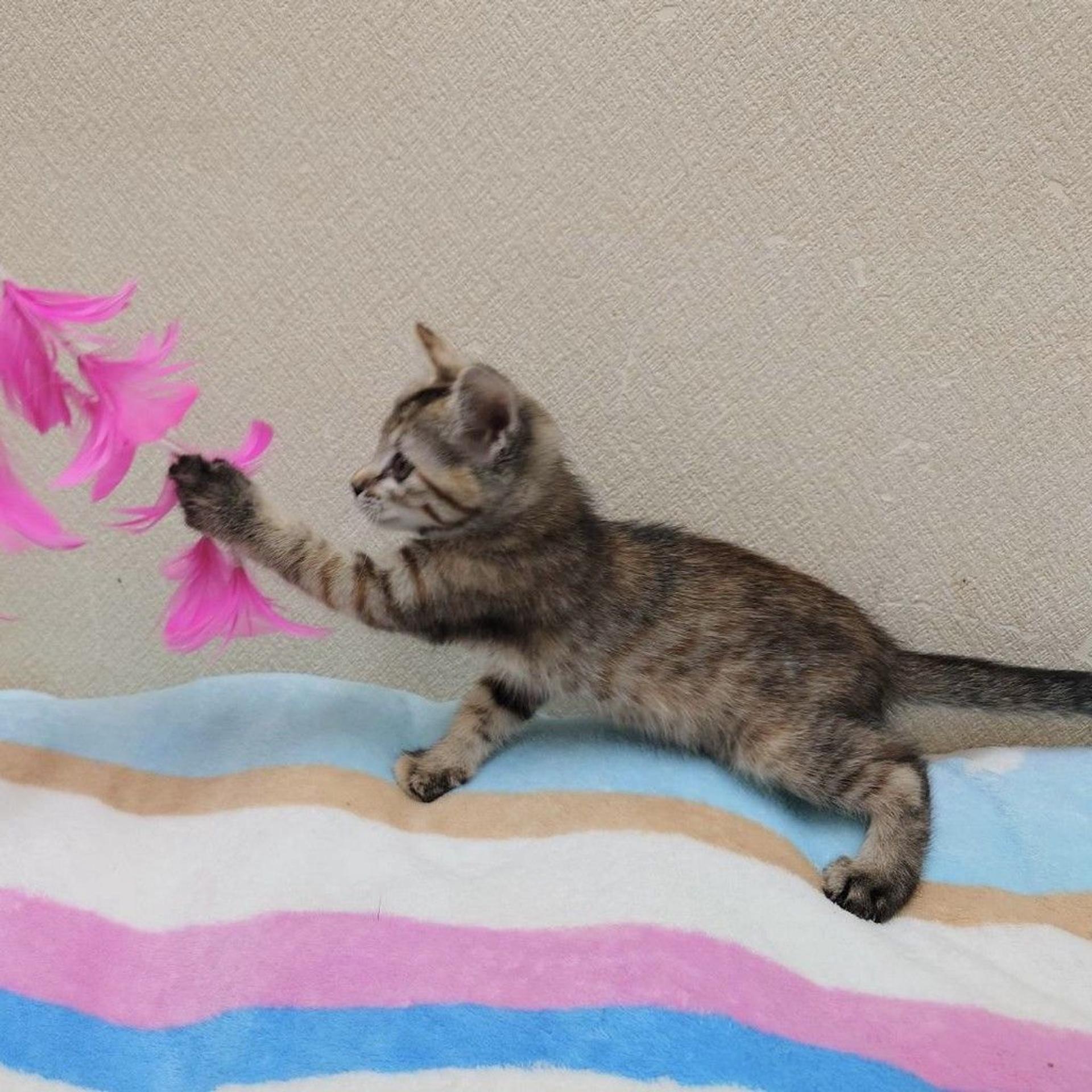 pet-image-3
