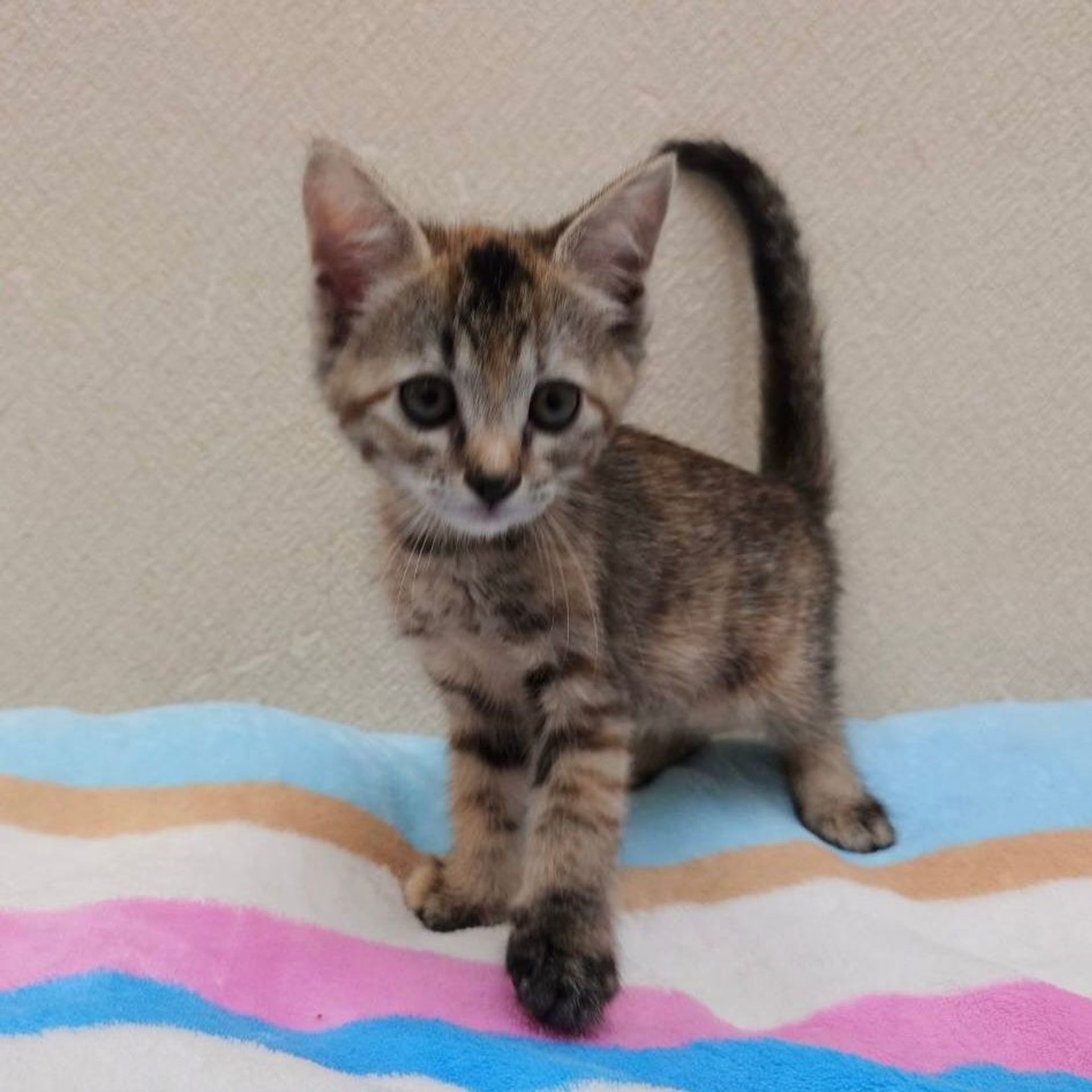雑種（ミックス猫）・メスの里親募集の写真