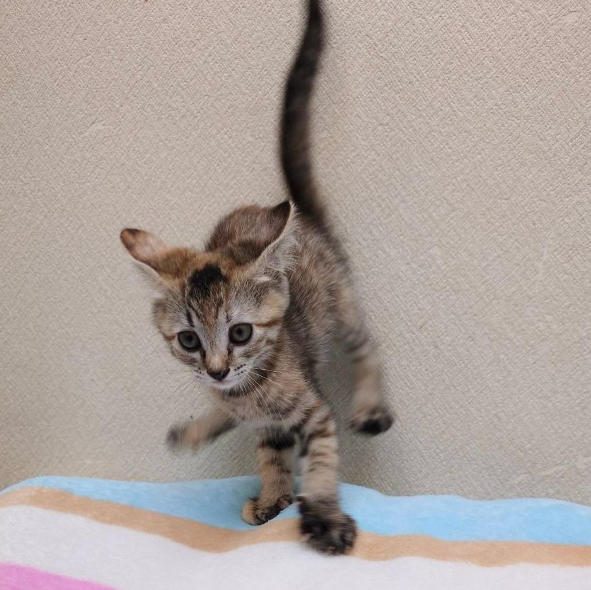 pet-image-5