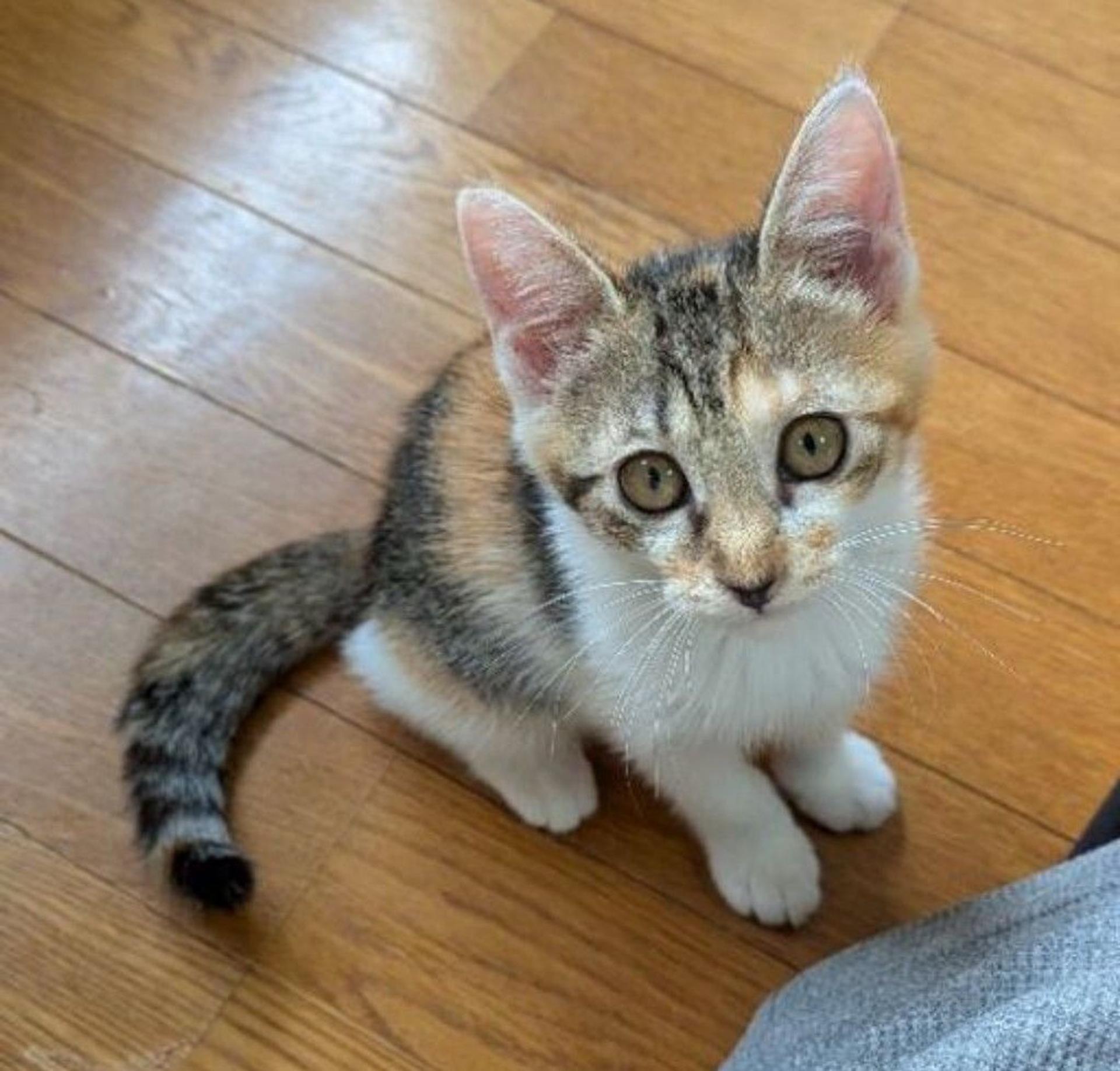pet-image-2
