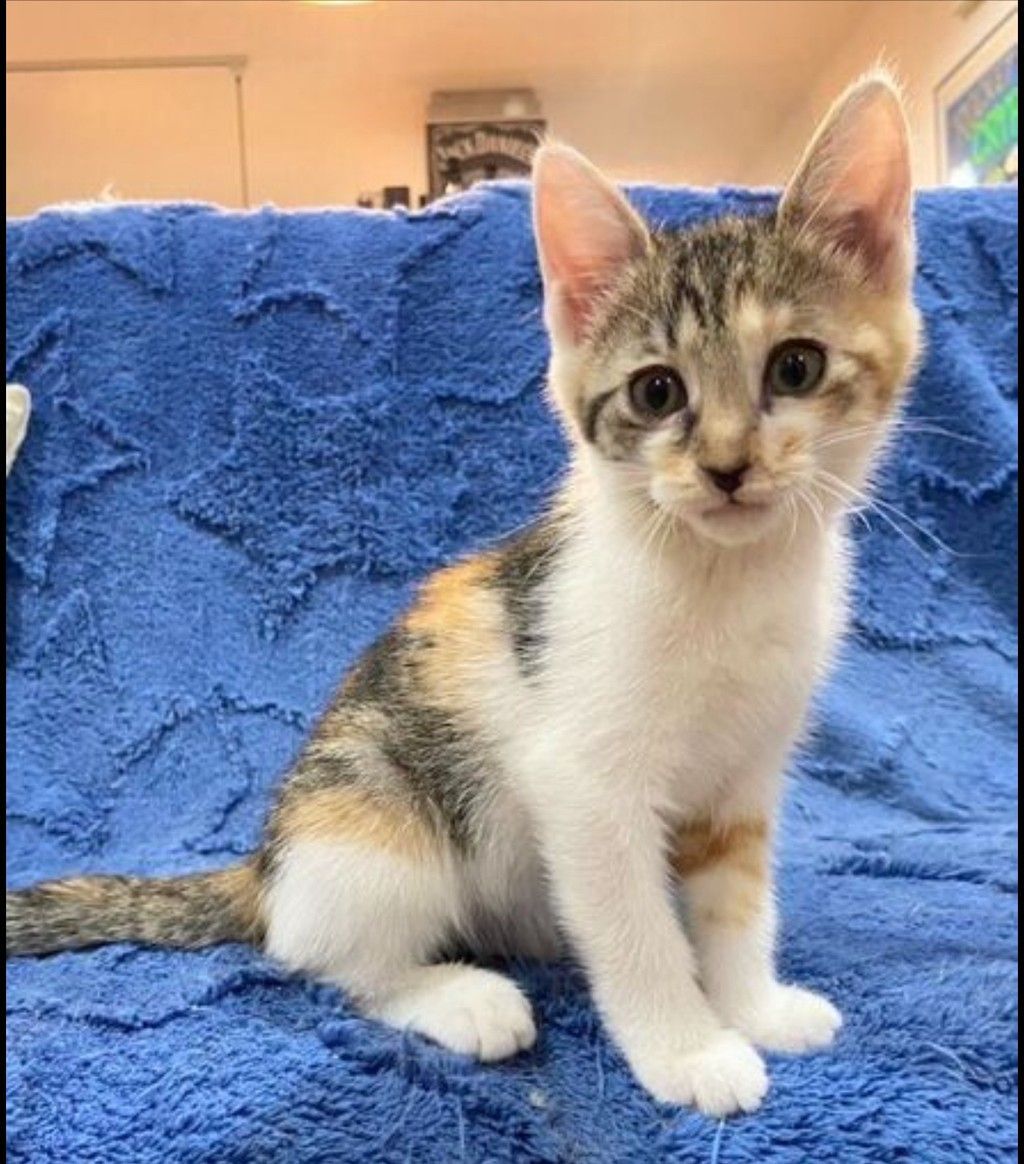 ふんばり親子猫 三毛猫 子猫 白茶＆三毛の3匹（」大阪府 -