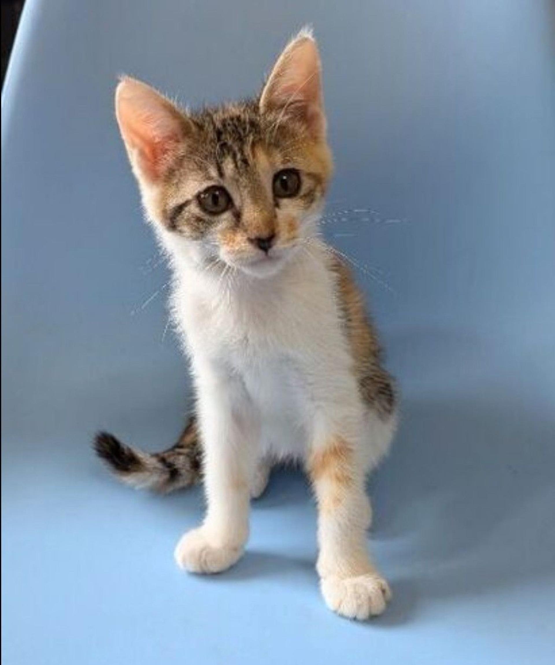 pet-image-4