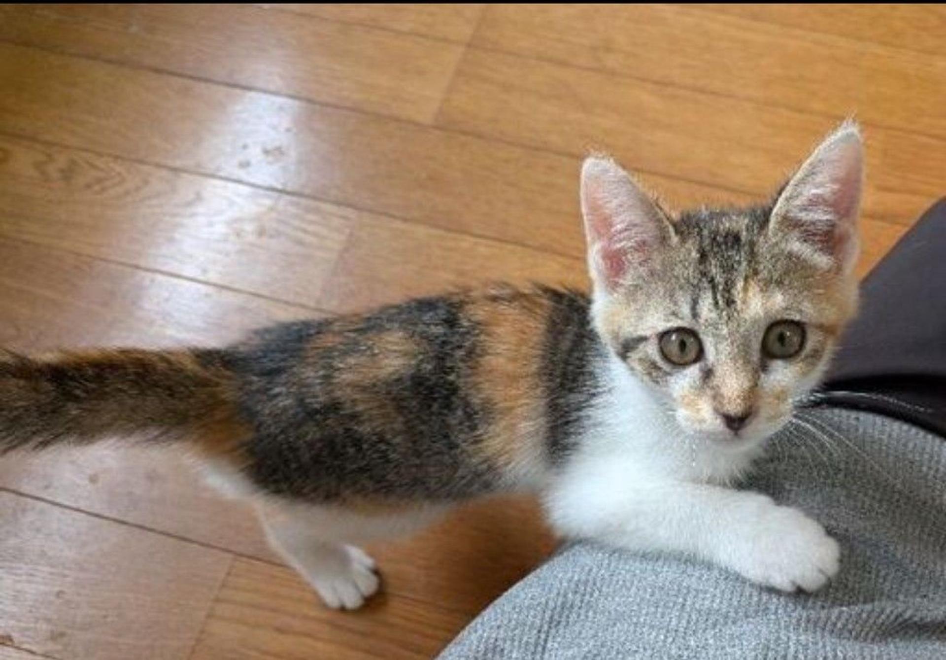 pet-image-3