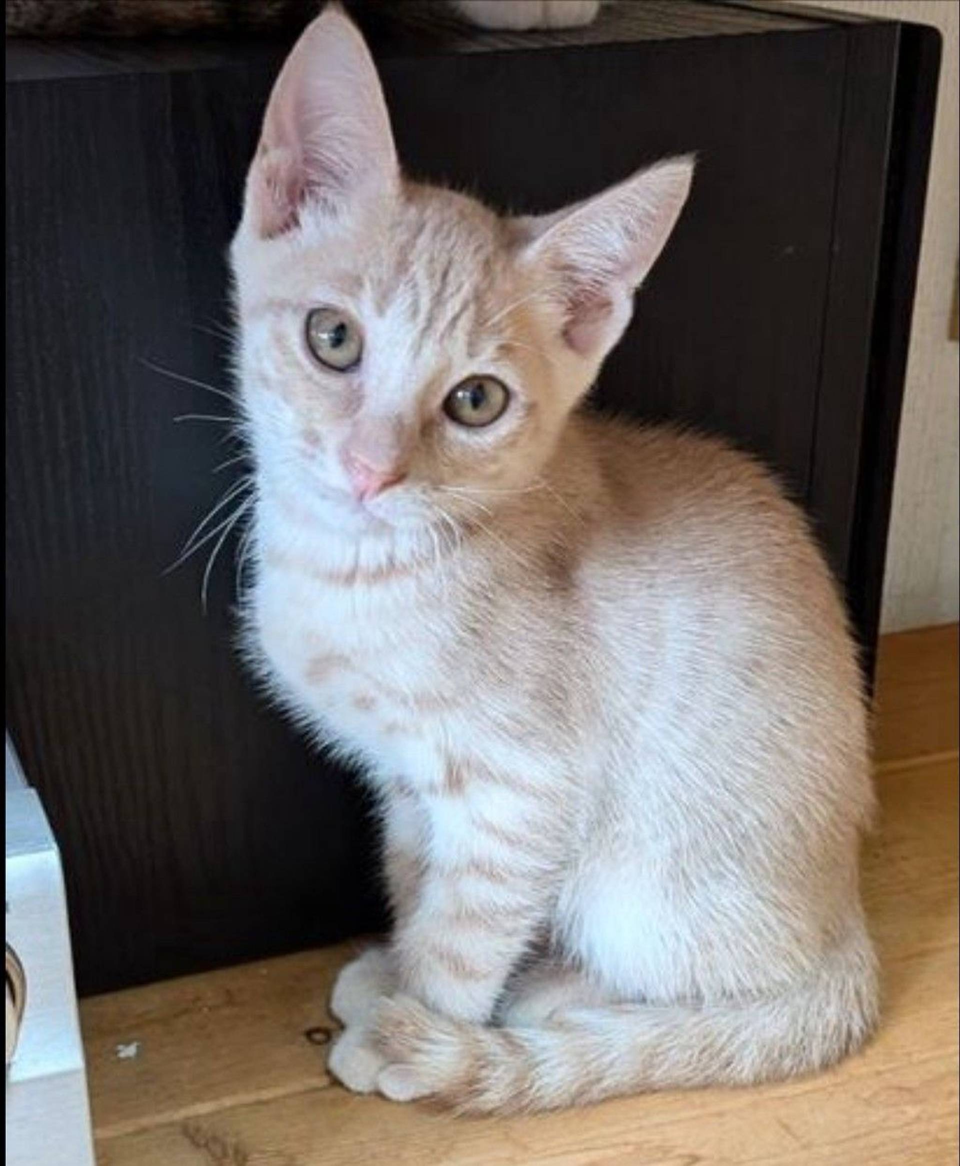 雑種（ミックス猫）・オスの里親募集の写真