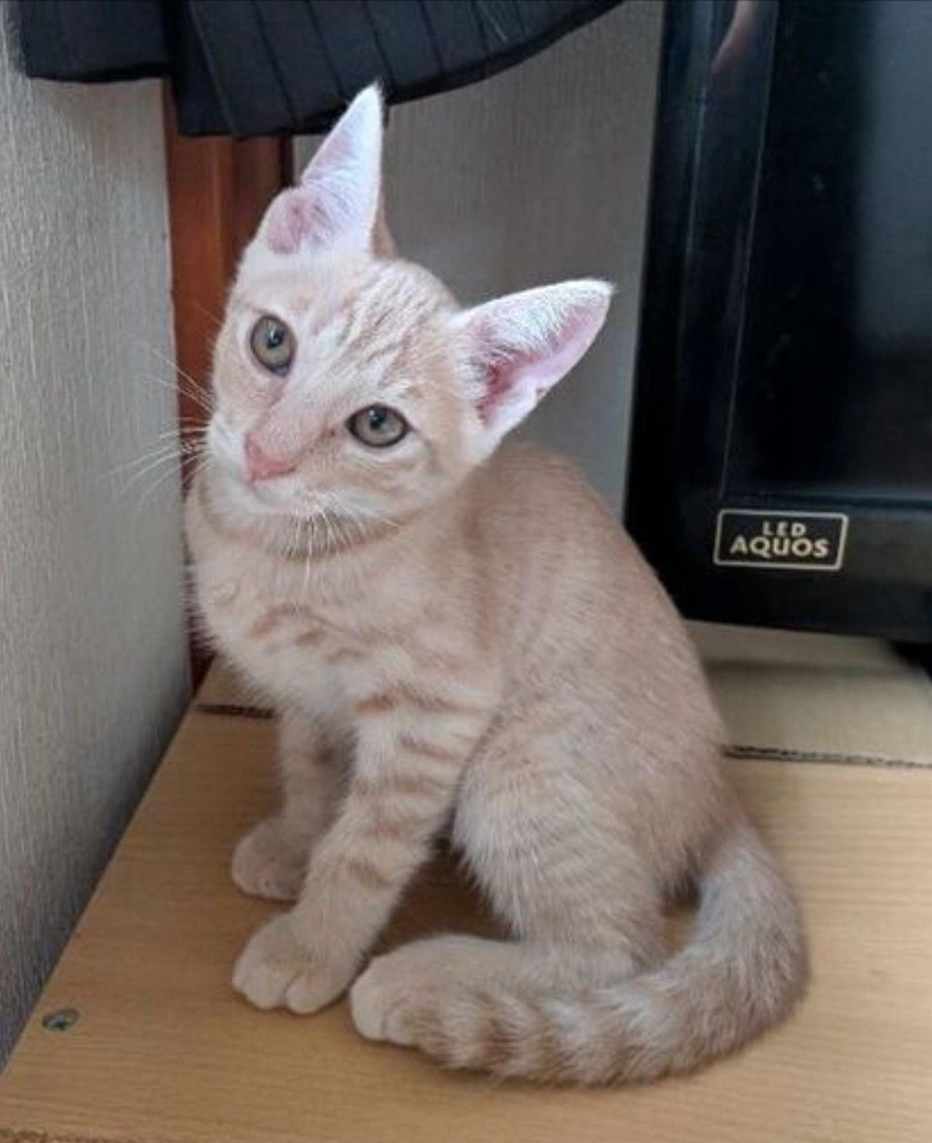 pet-image-5
