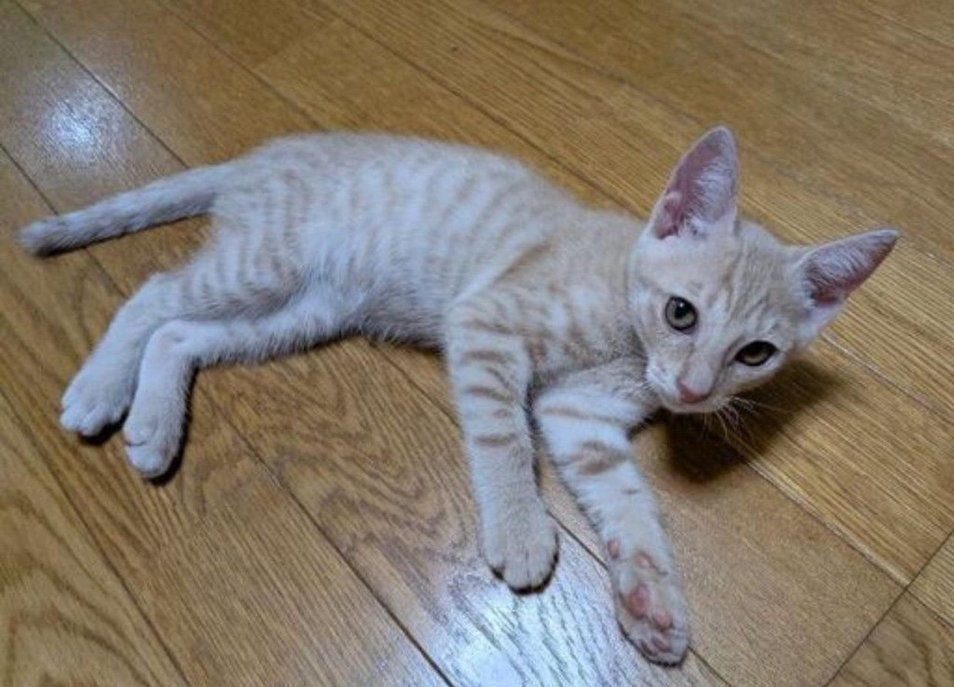 pet-image-4