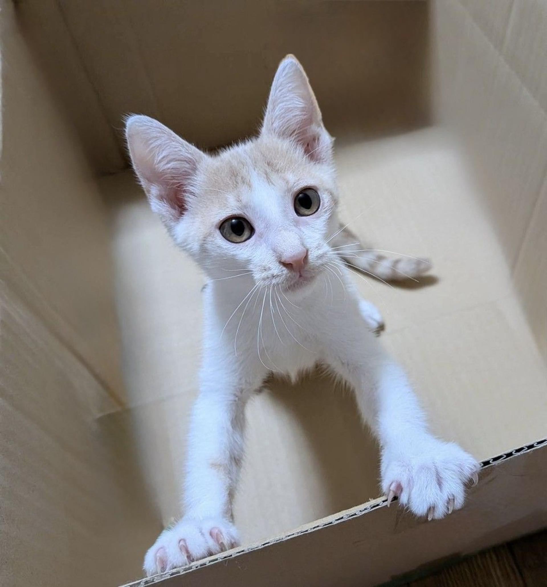 pet-image-6