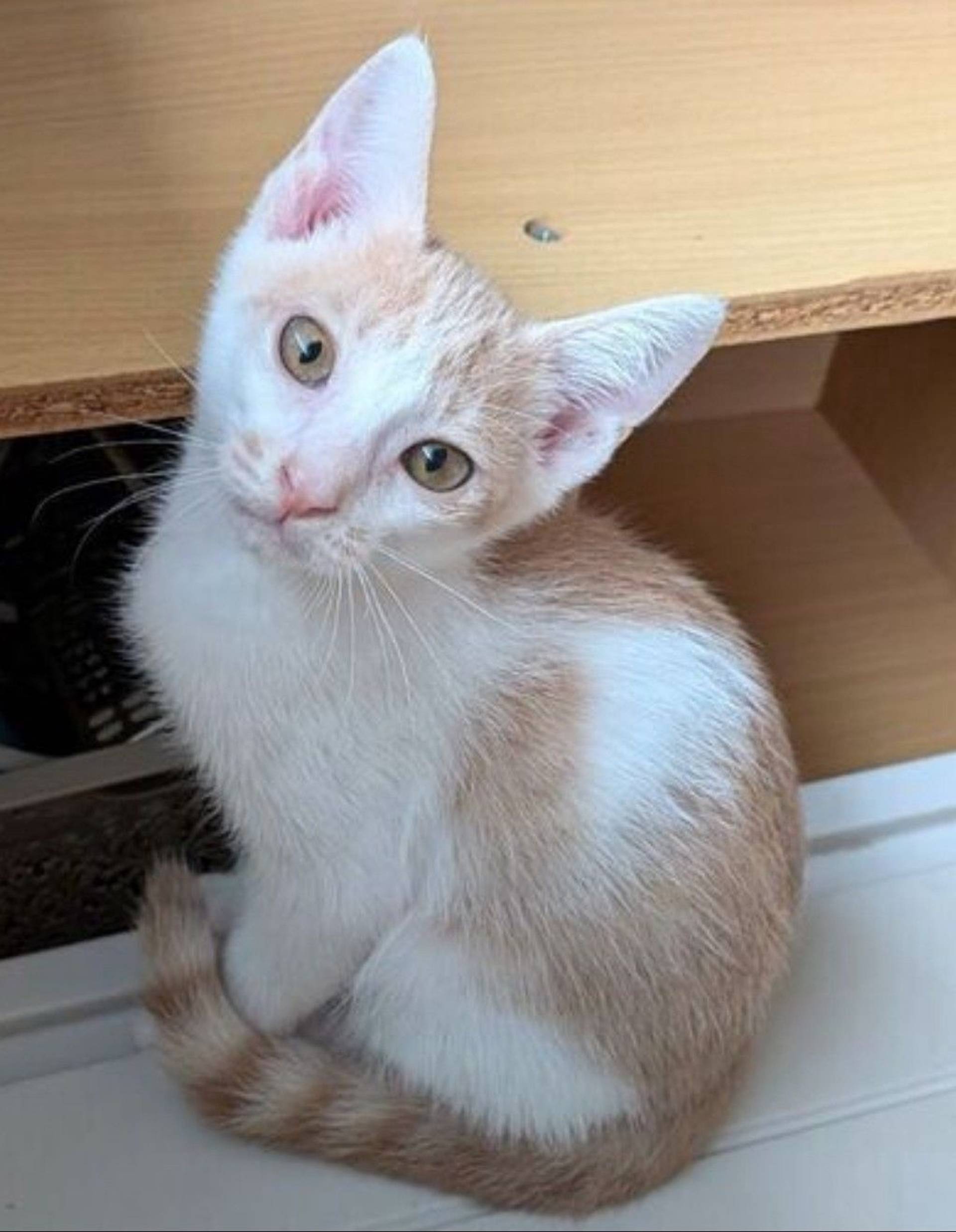 雑種（ミックス猫）・オスの里親募集の写真