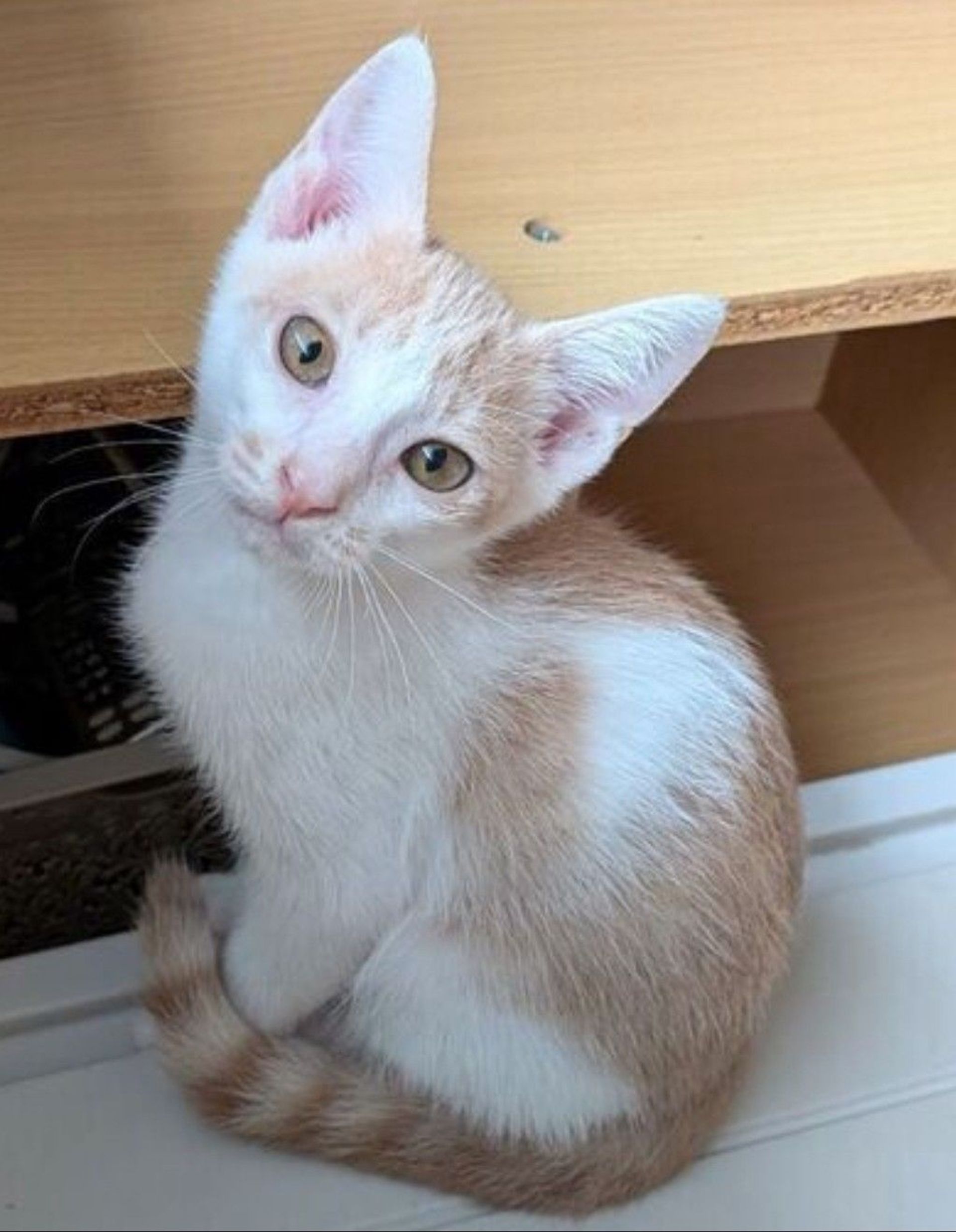 雑種（ミックス猫）・オスの里親募集の写真