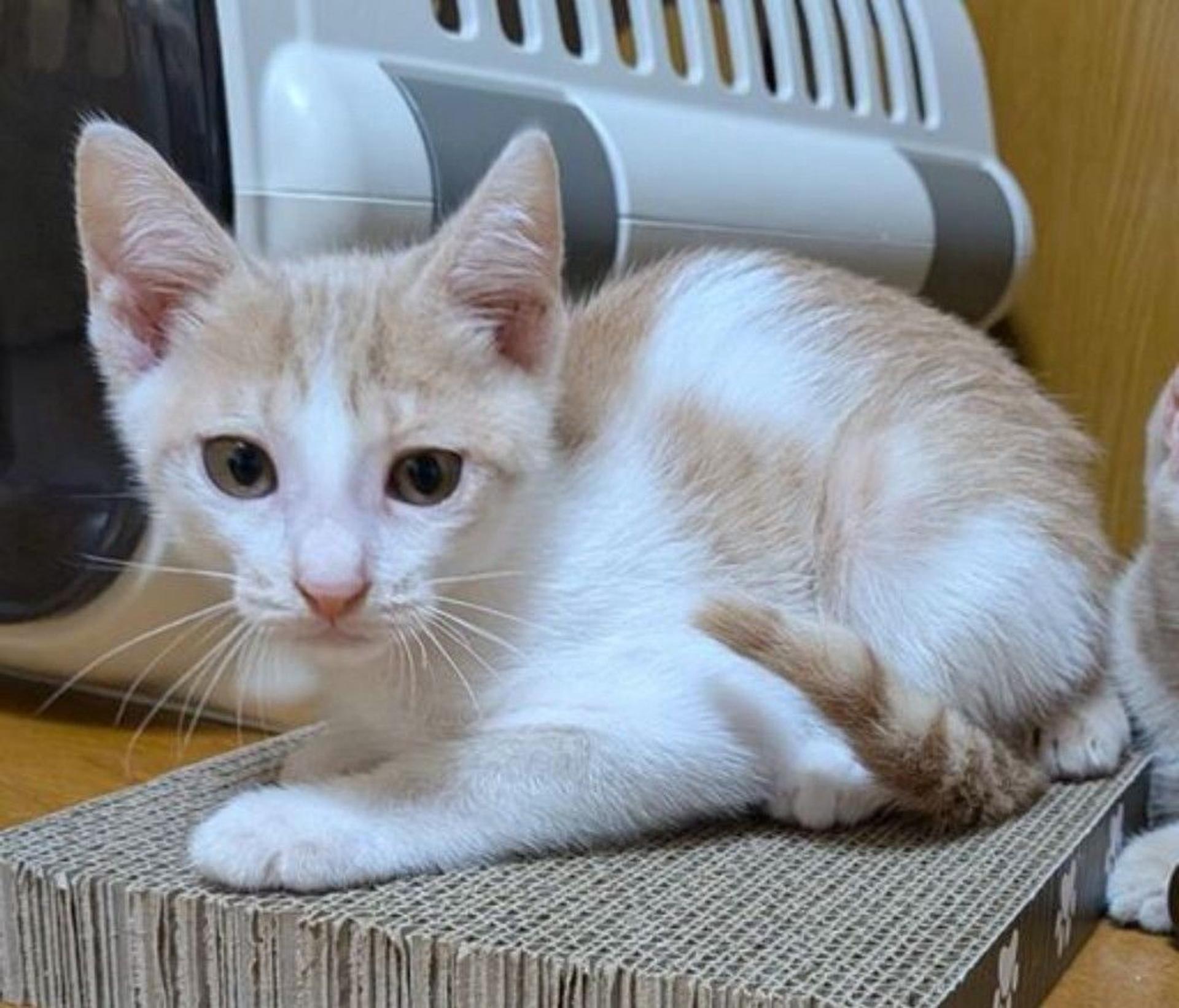 pet-image-2