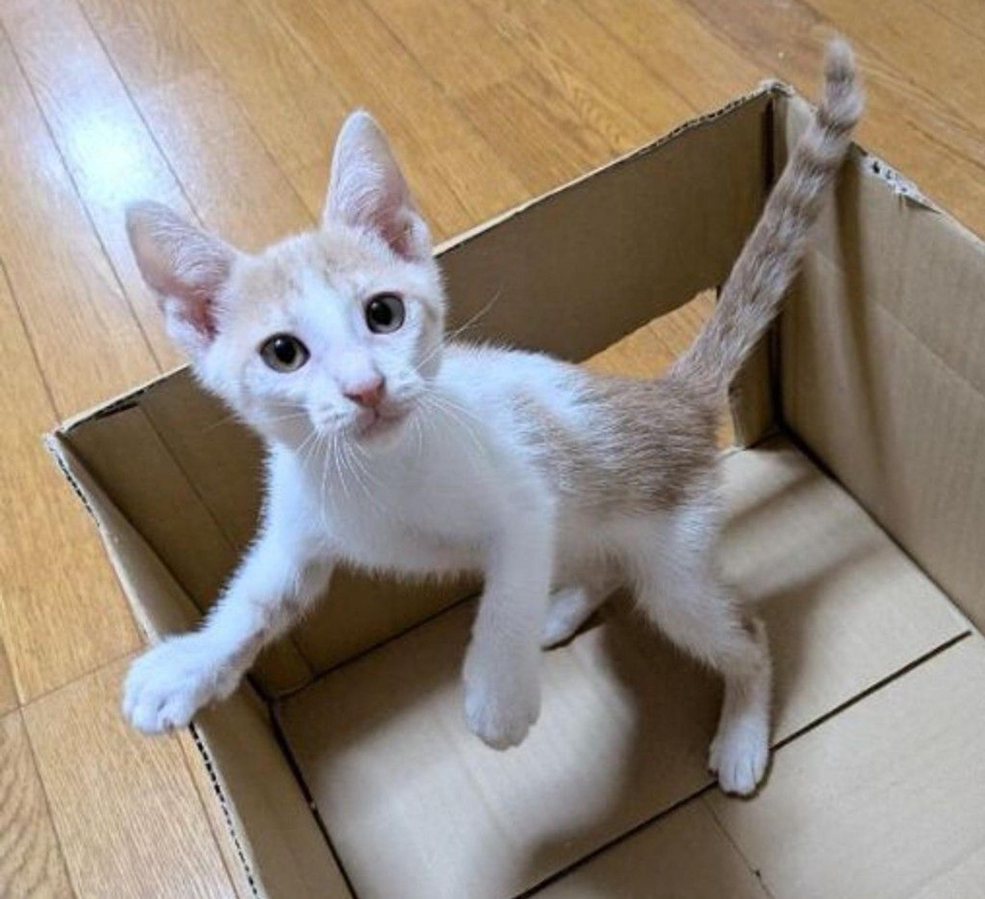 pet-image-5