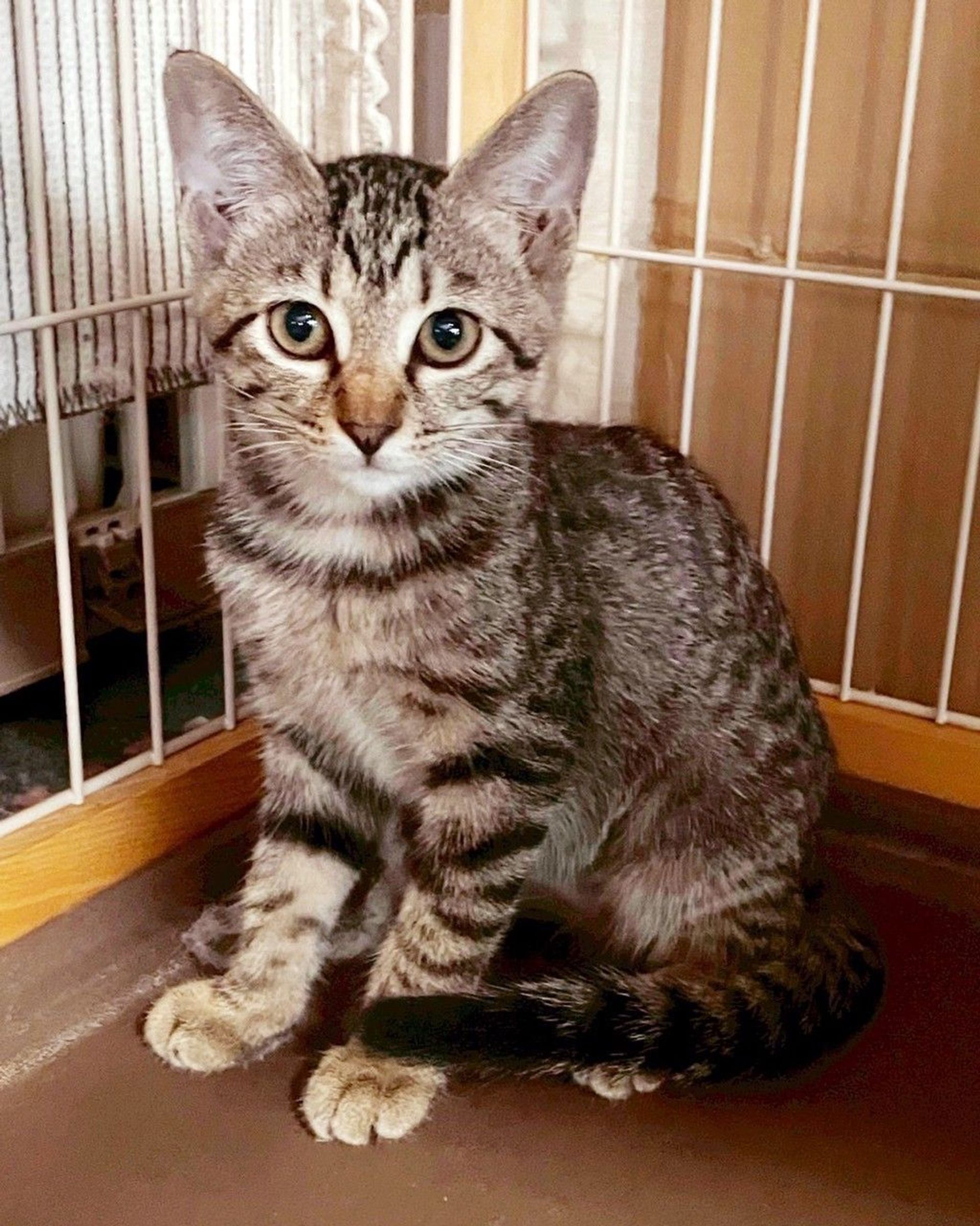 雑種（ミックス猫）・メスの里親募集の写真