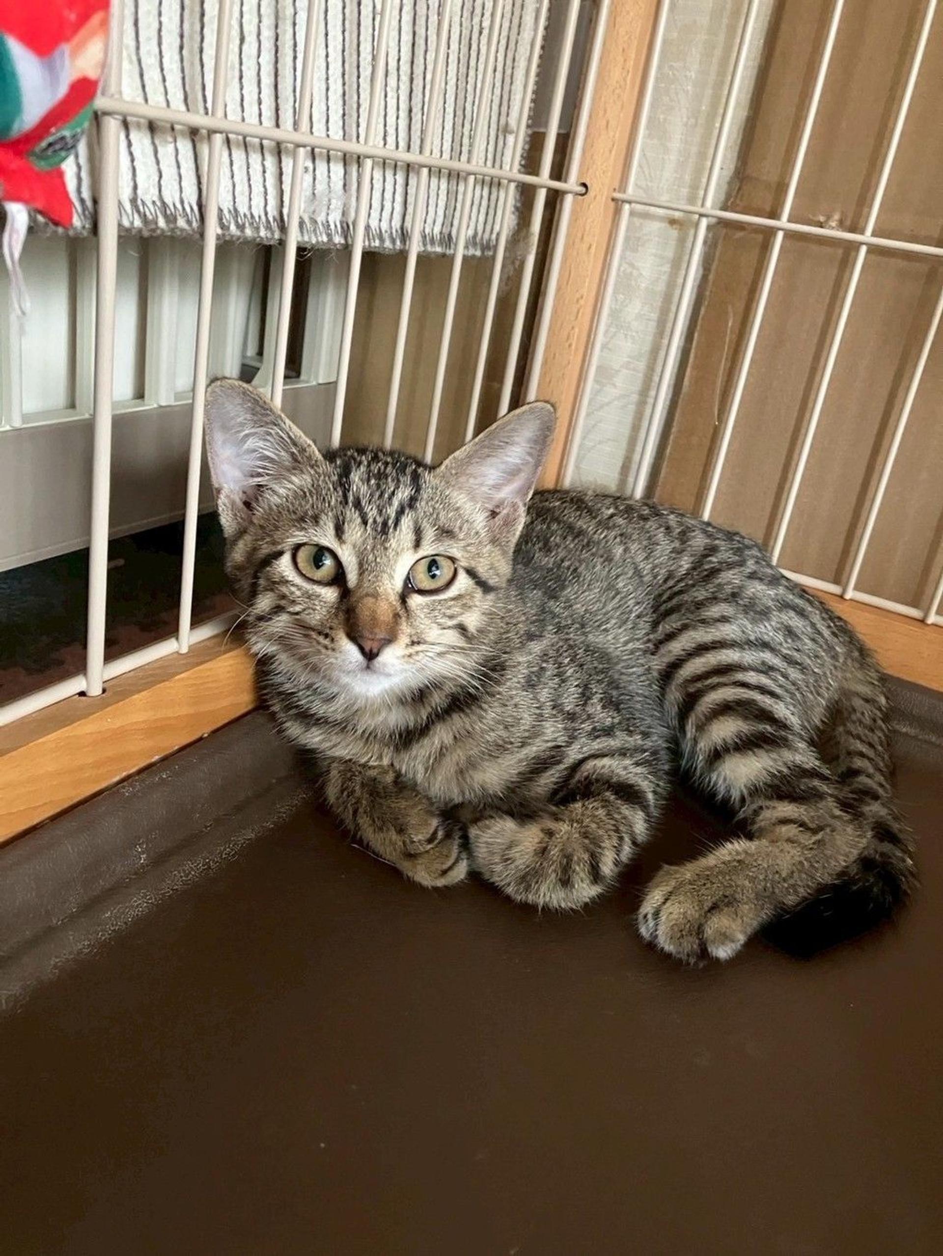 pet-image-4