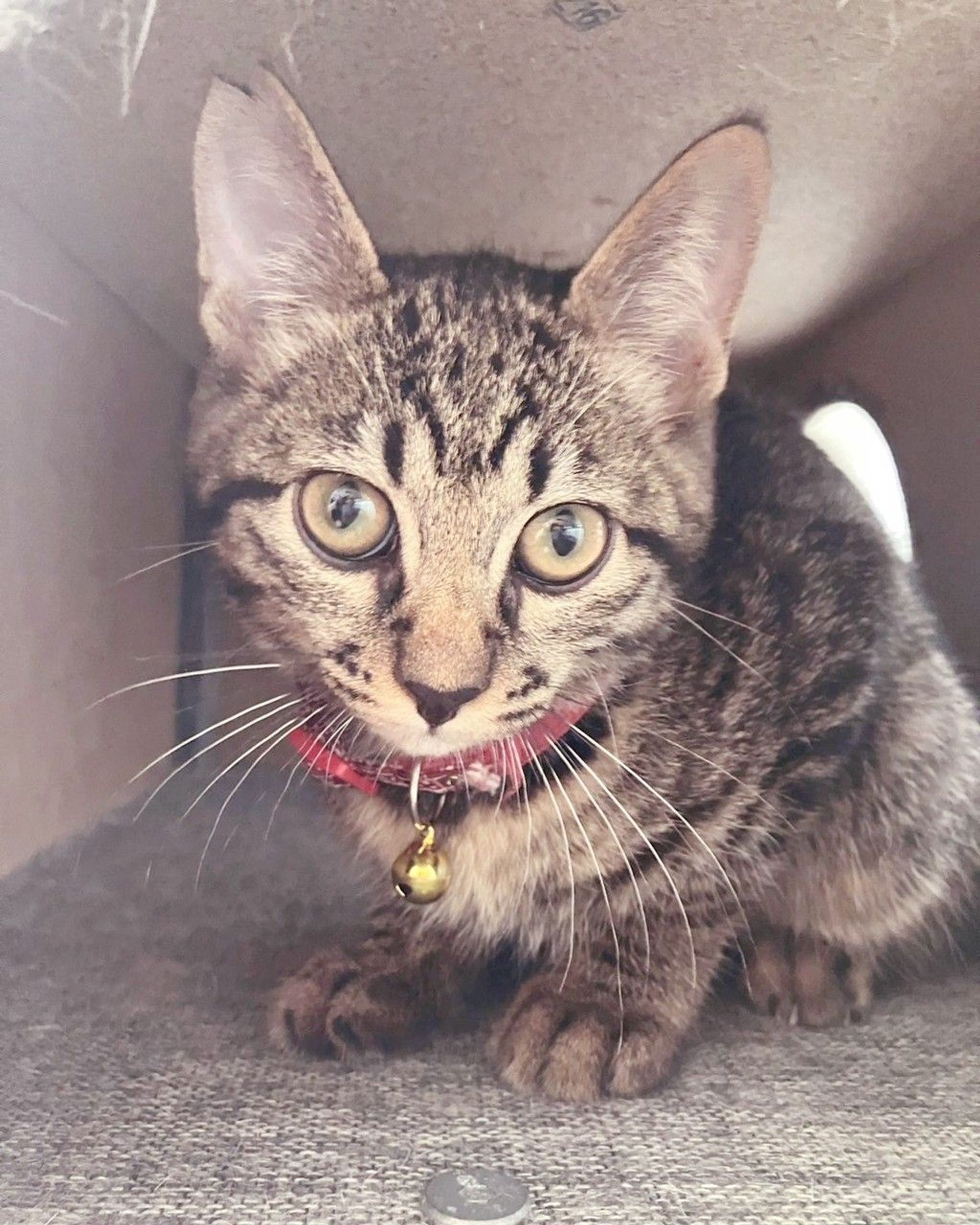 雑種（ミックス猫）・オスの里親募集の写真