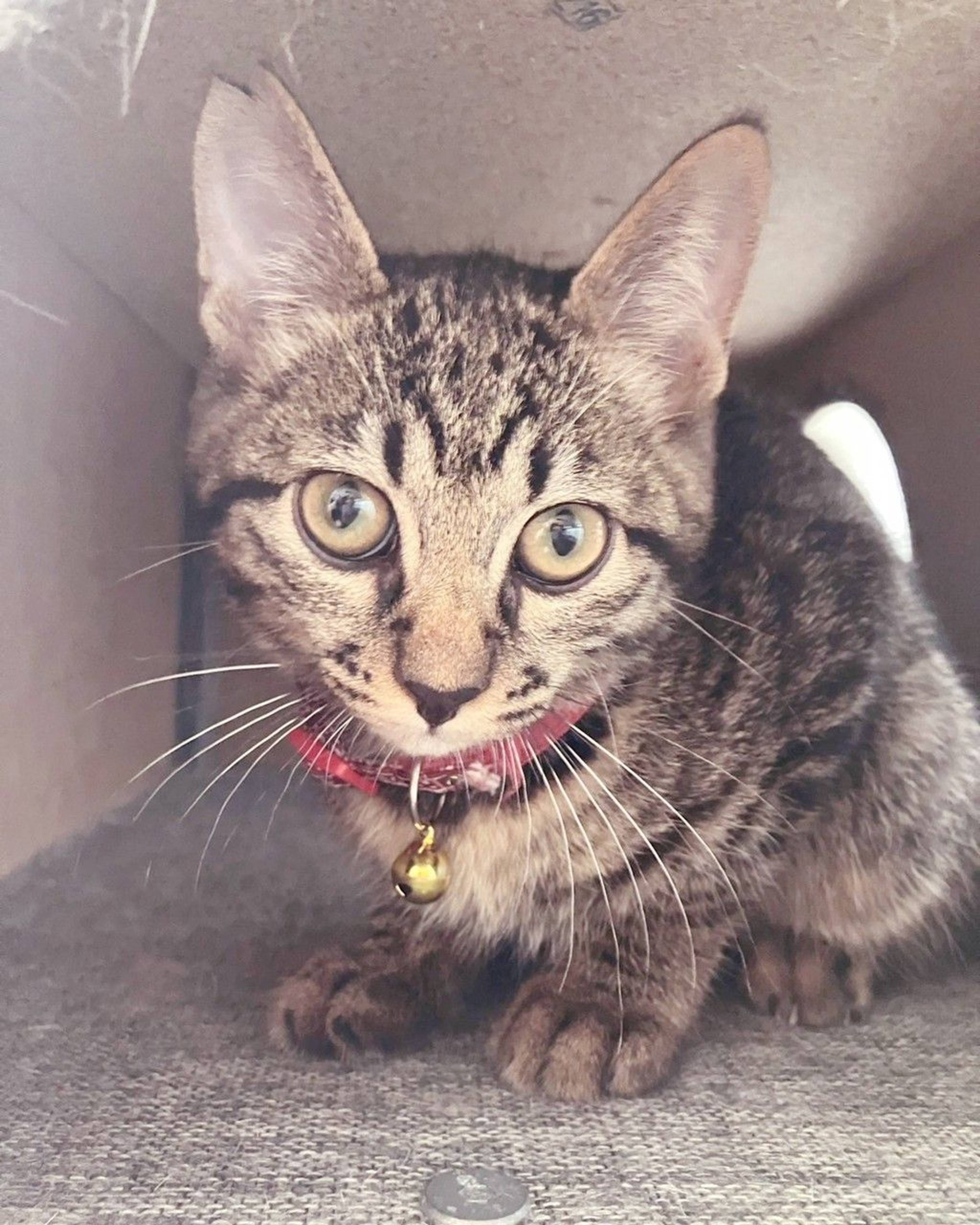 雑種（ミックス猫）・オスの里親募集の写真