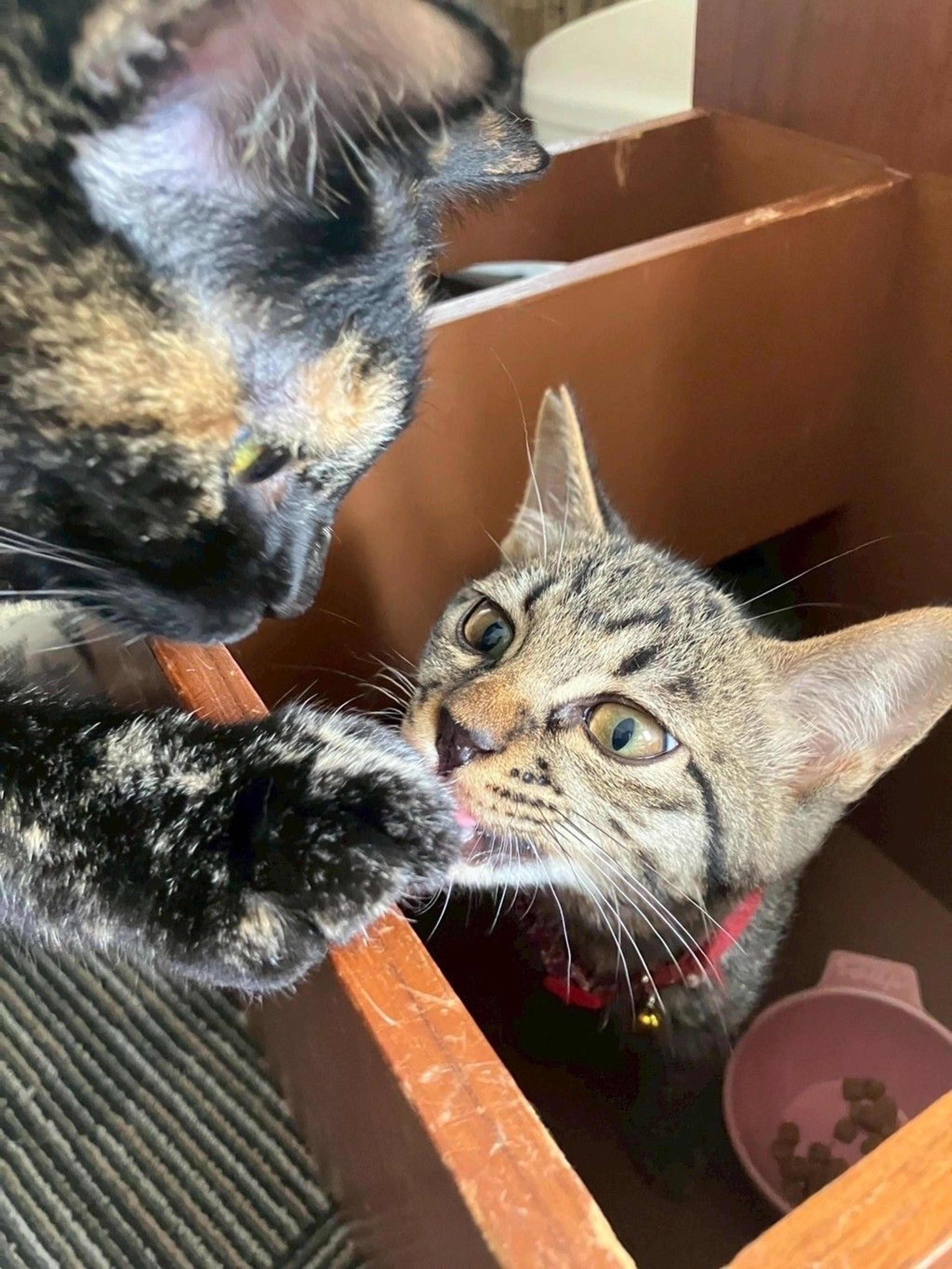 pet-image-3