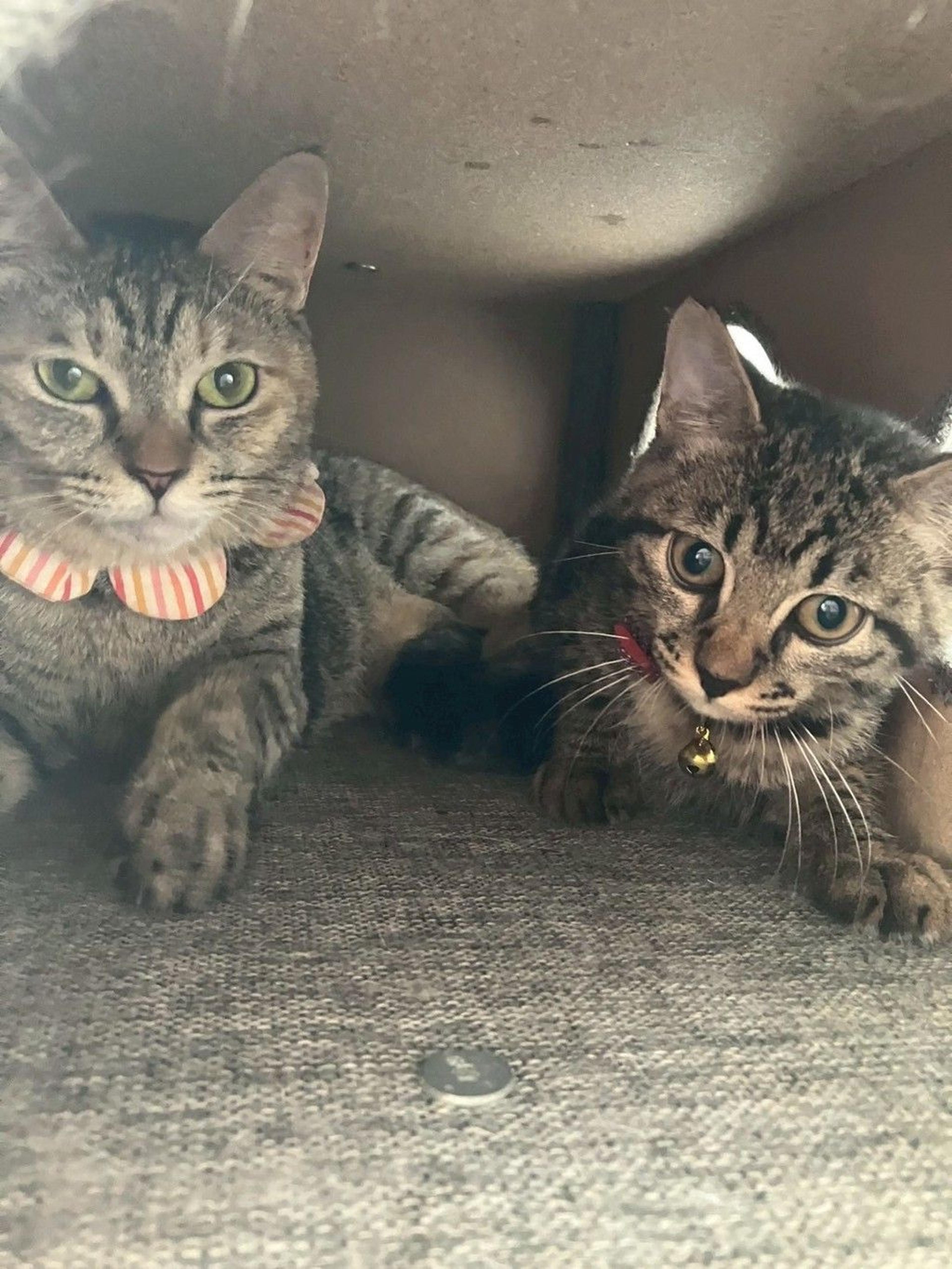 pet-image-4