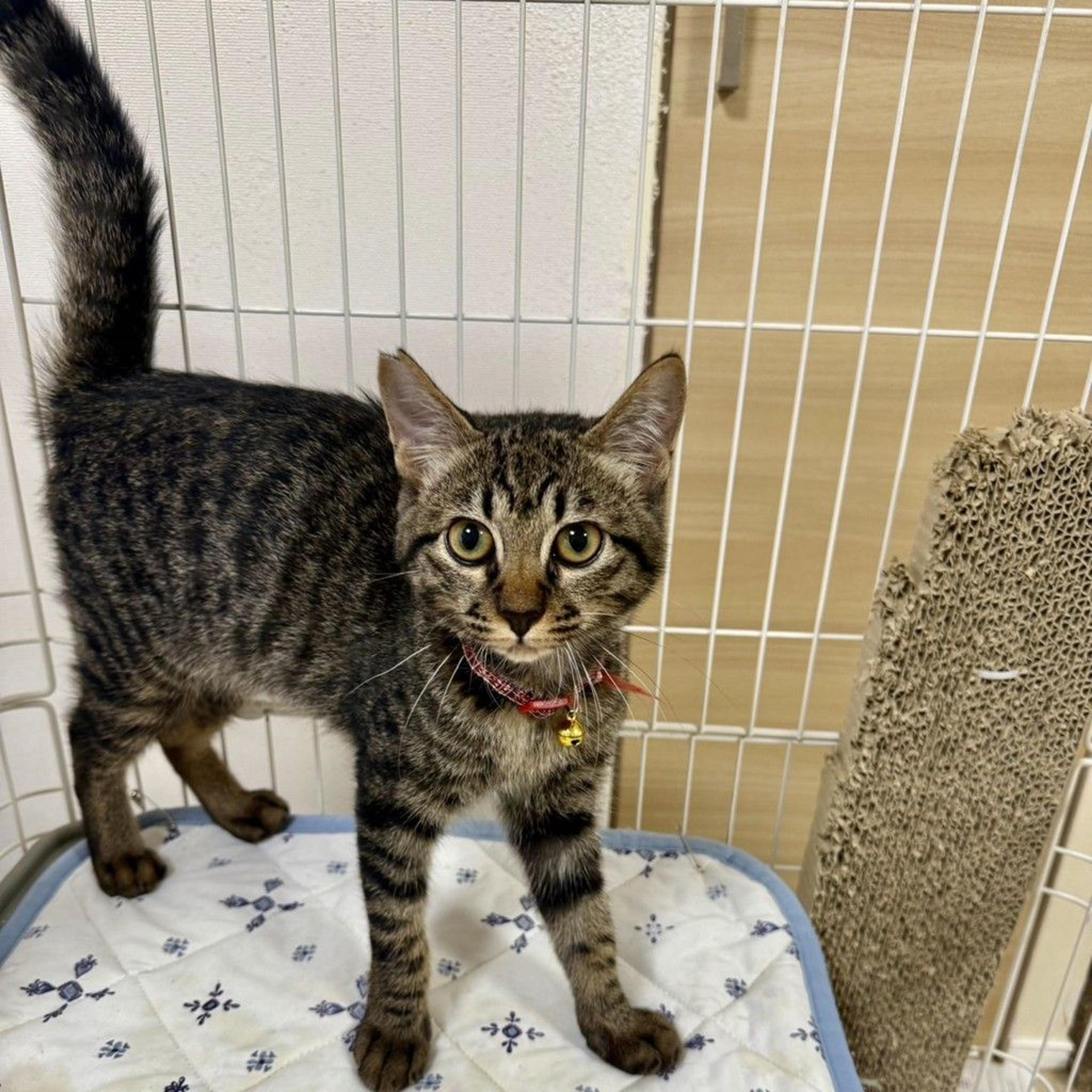 pet-image-5