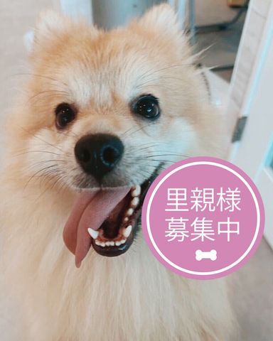 柿の種