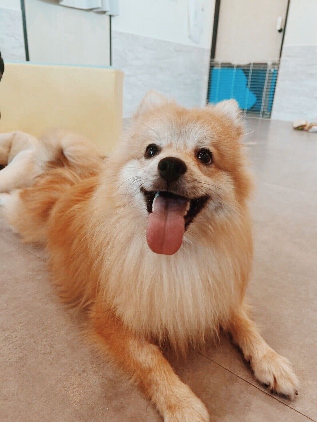 ⭐︎専用⭐︎ ポメラニアンの足様 あなたのところに荷物をお届け！小さなポメラニアンの“一生懸命”な姿に